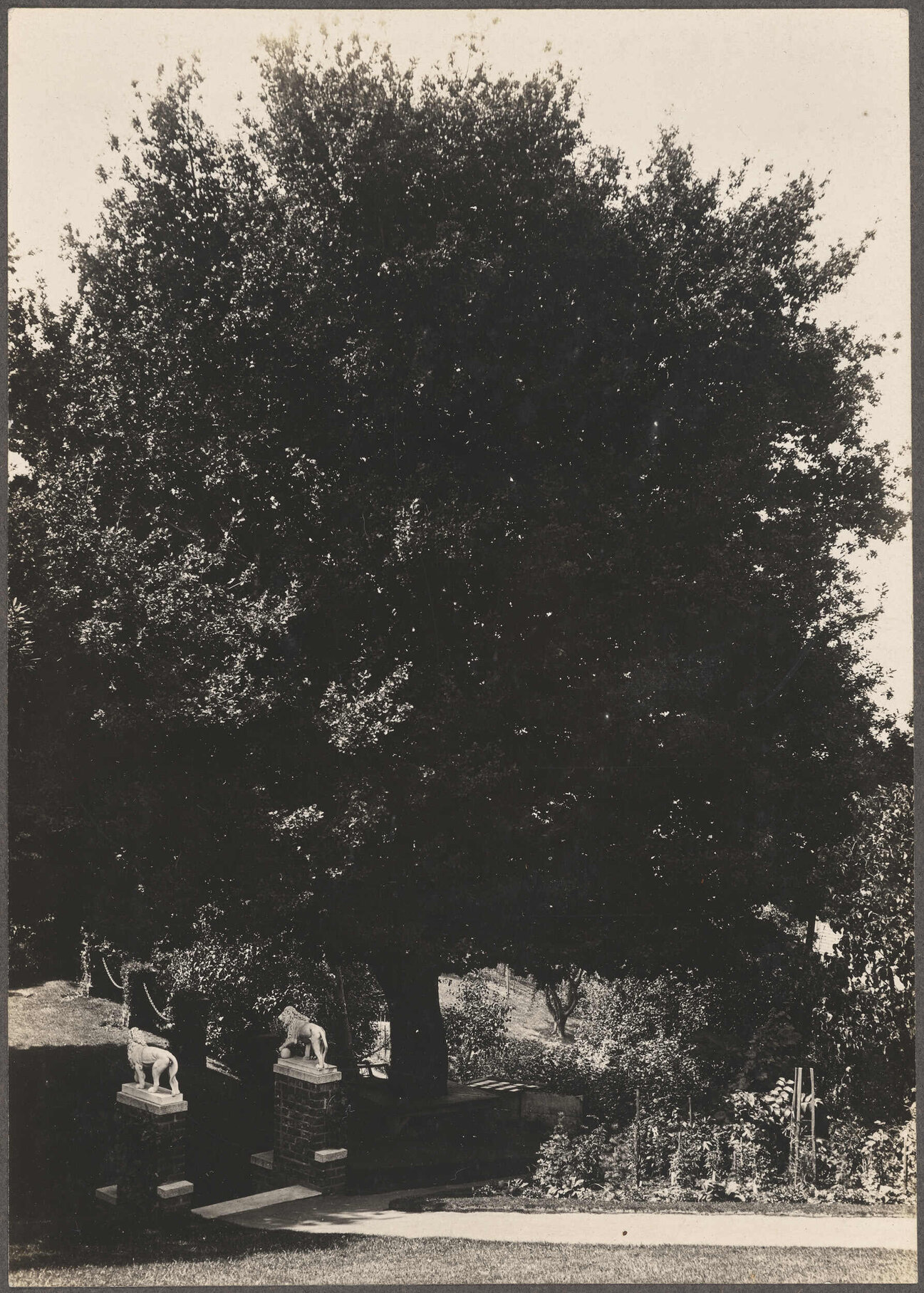 Large tree and stone pillars, out front of Manono