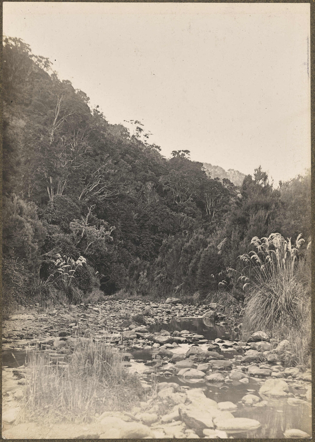  River surrounded by bush