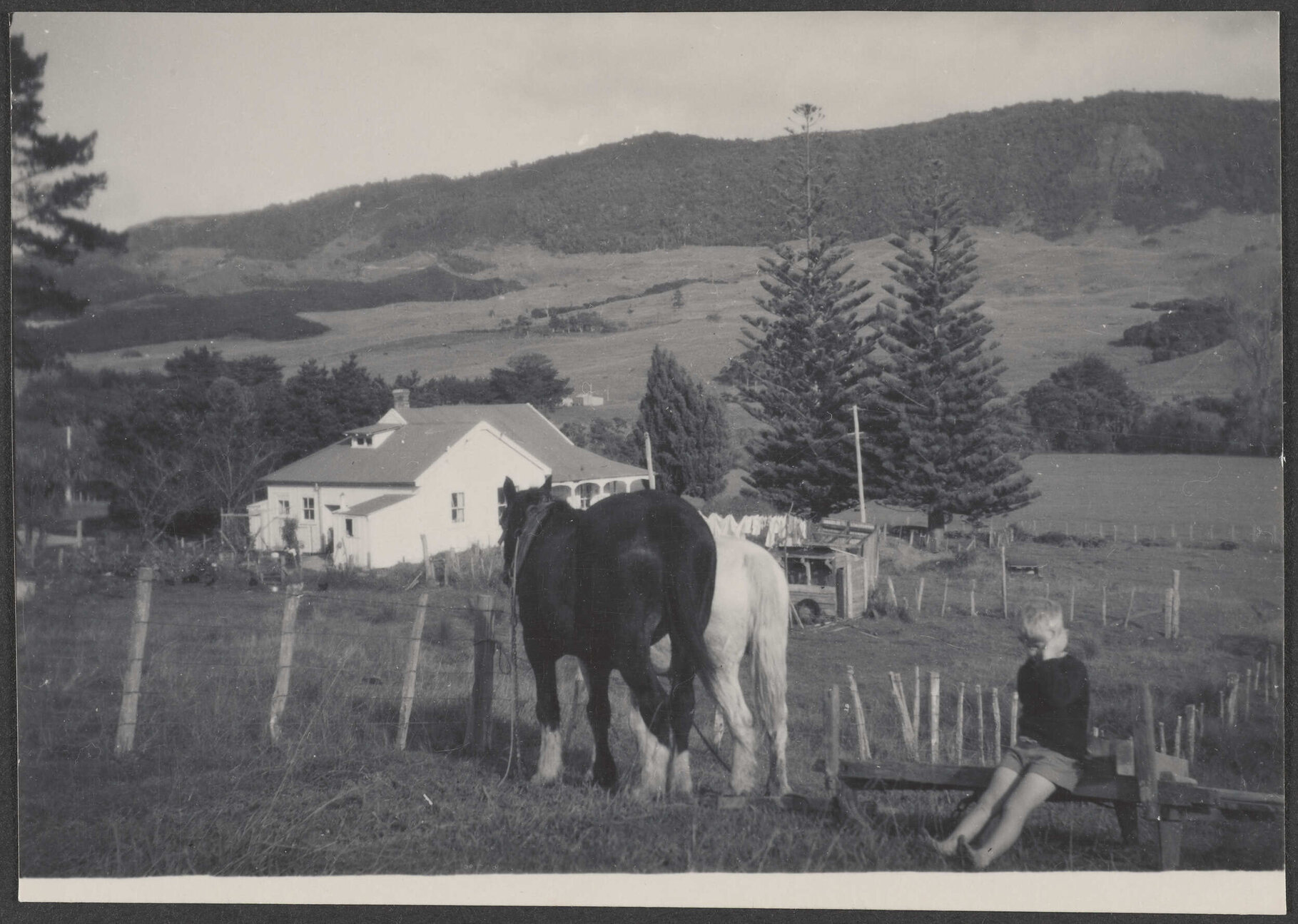 Young child with some horses