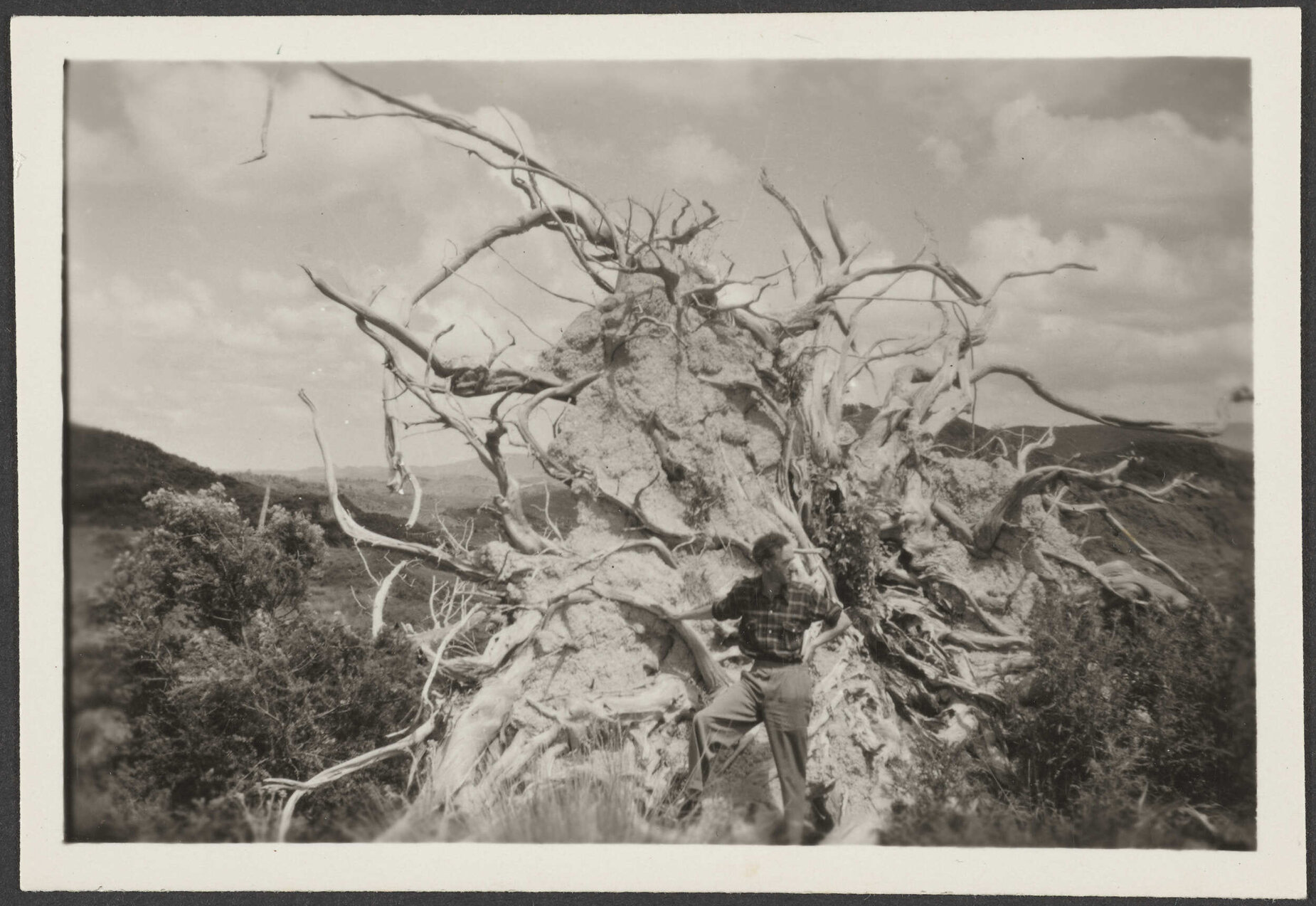 An uprooted puriri near Horeke, Hokianga