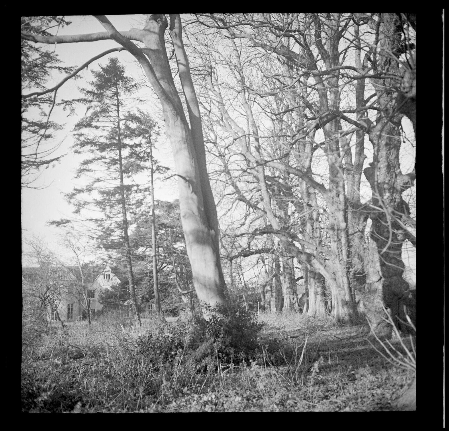 Trees at Abbey School