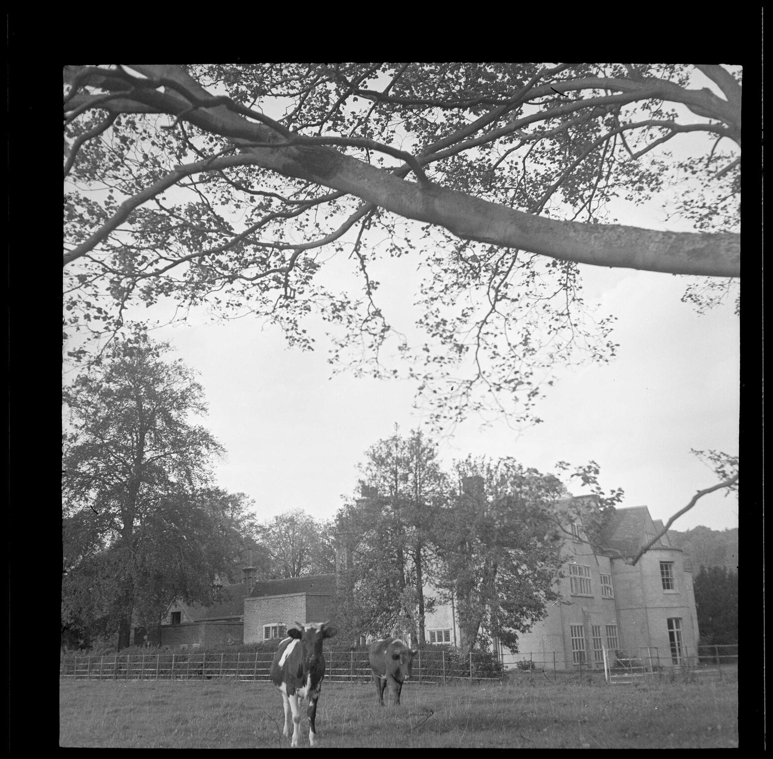 Cattle in front of Abbey School buildings