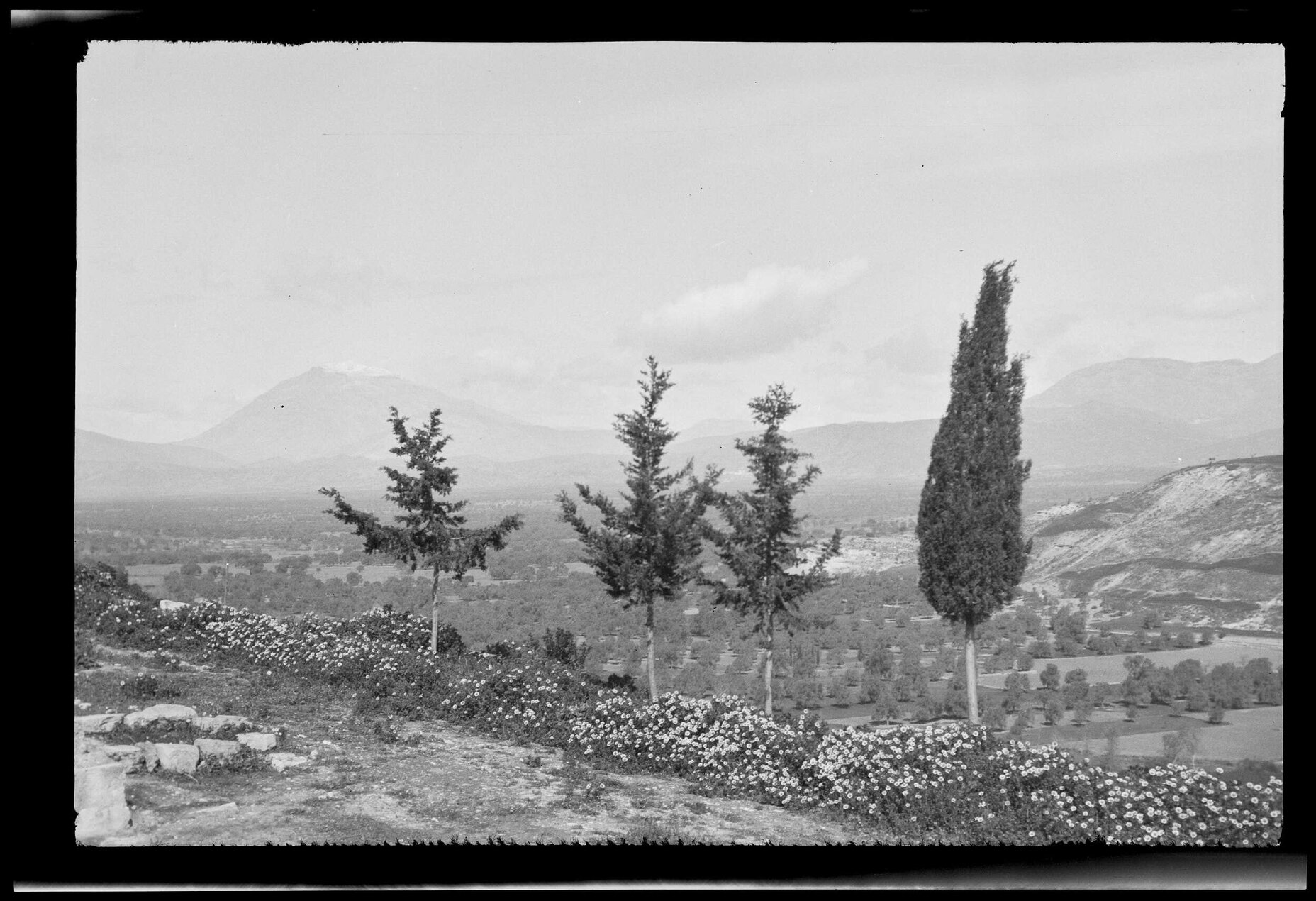 View of trees and plain, with mountains in background
