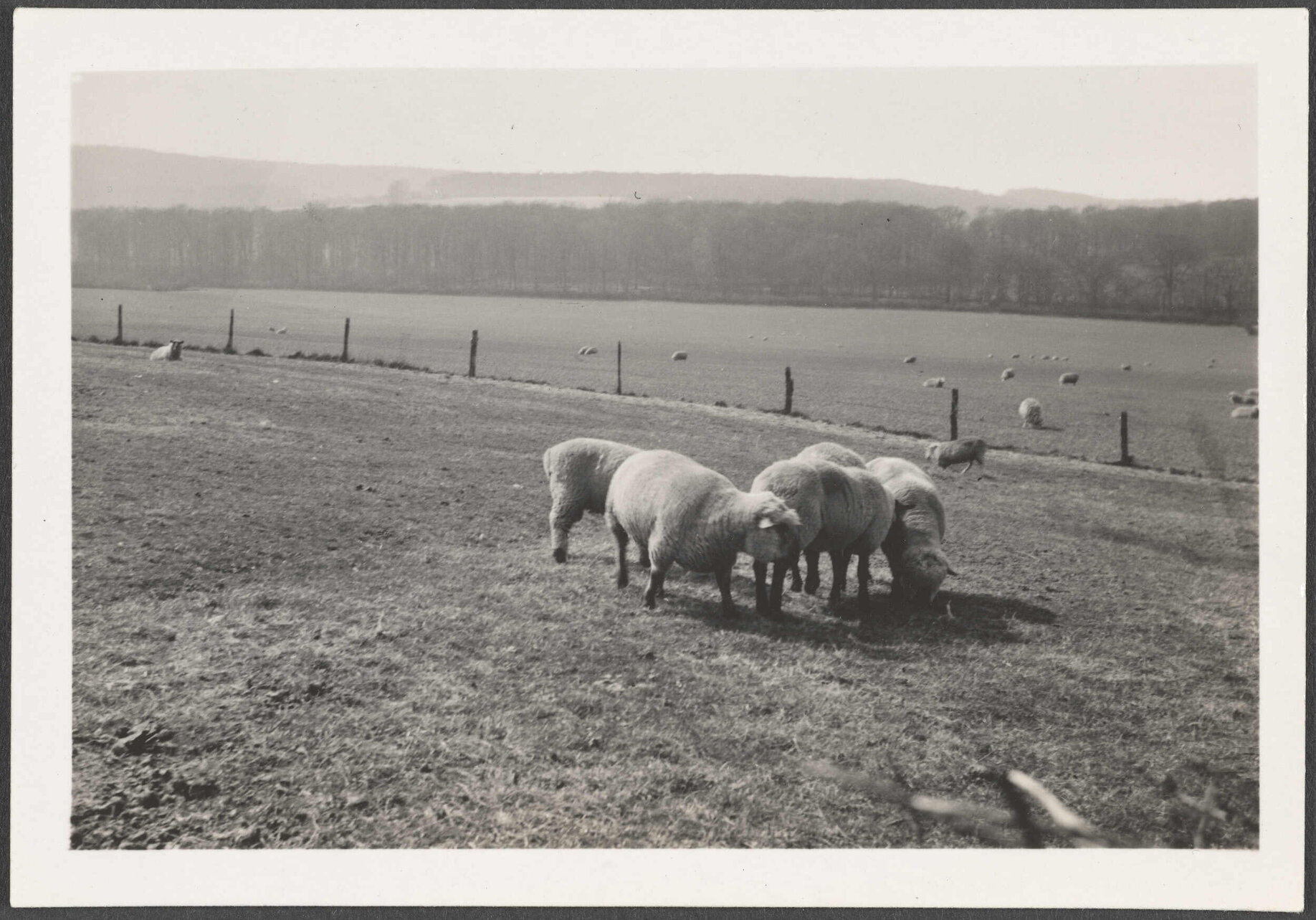 Sheep and farmland near Little Hampden Common