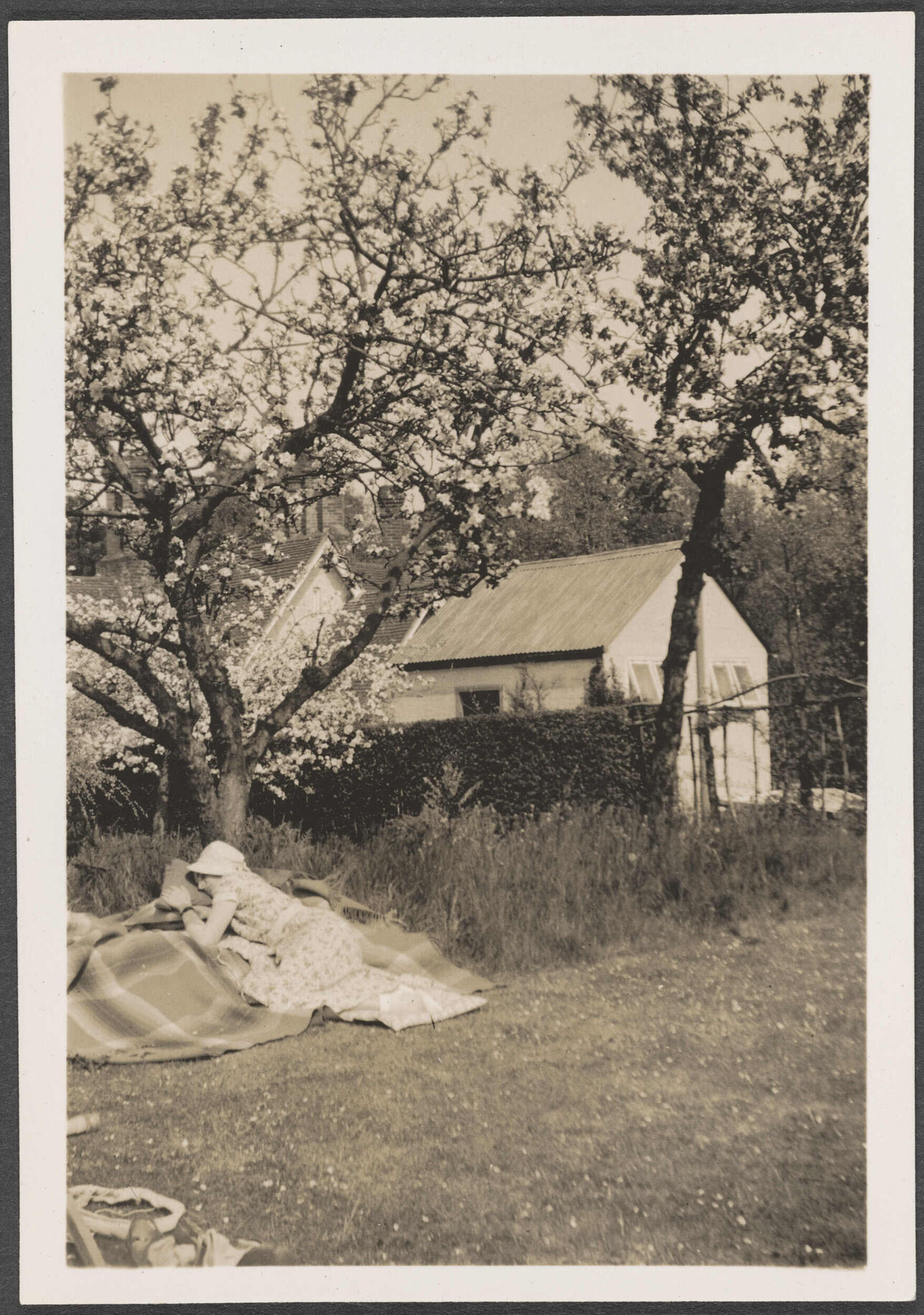 Woman lying underneath a blossoming tree