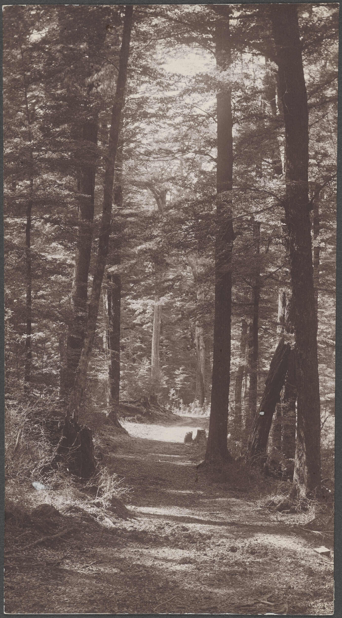 'Garden of Eden Track, Reynold's Photo'