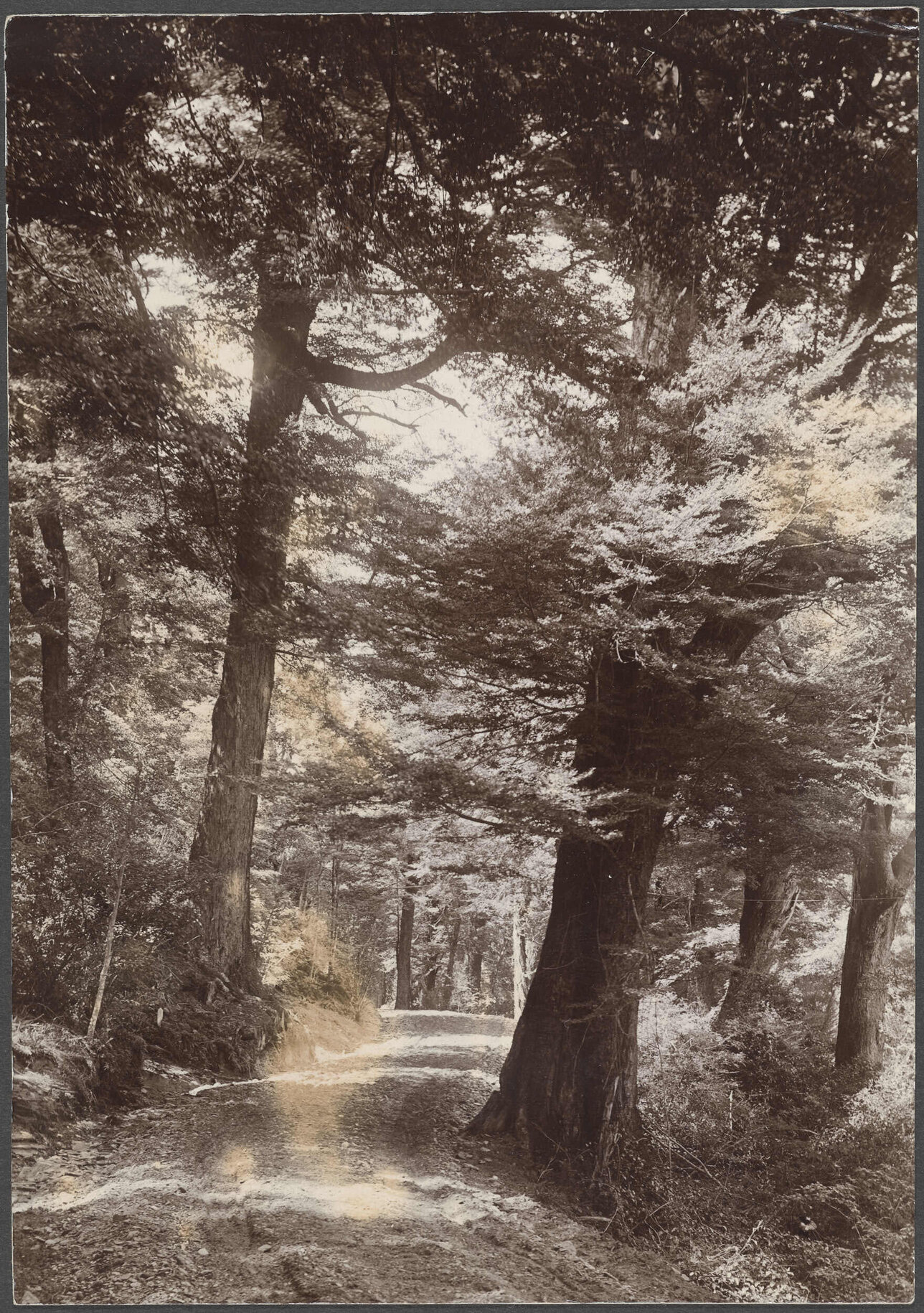 'Garden of Eden Track, Reynold's Photo'