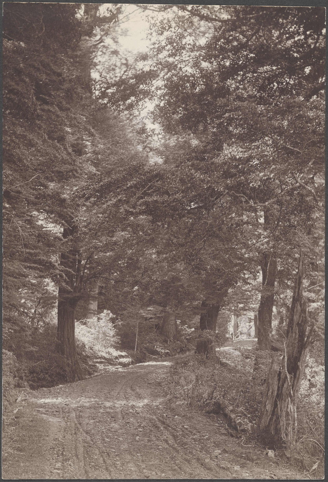 'Paradise Road, Reynold's Photo'