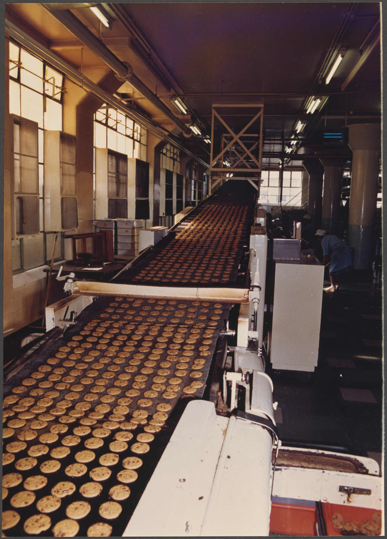 Chippie biscuits leaving oven on cooling belt