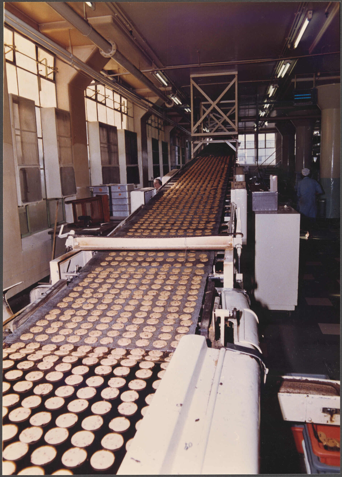 Chippie biscuits leaving oven on cooling belt