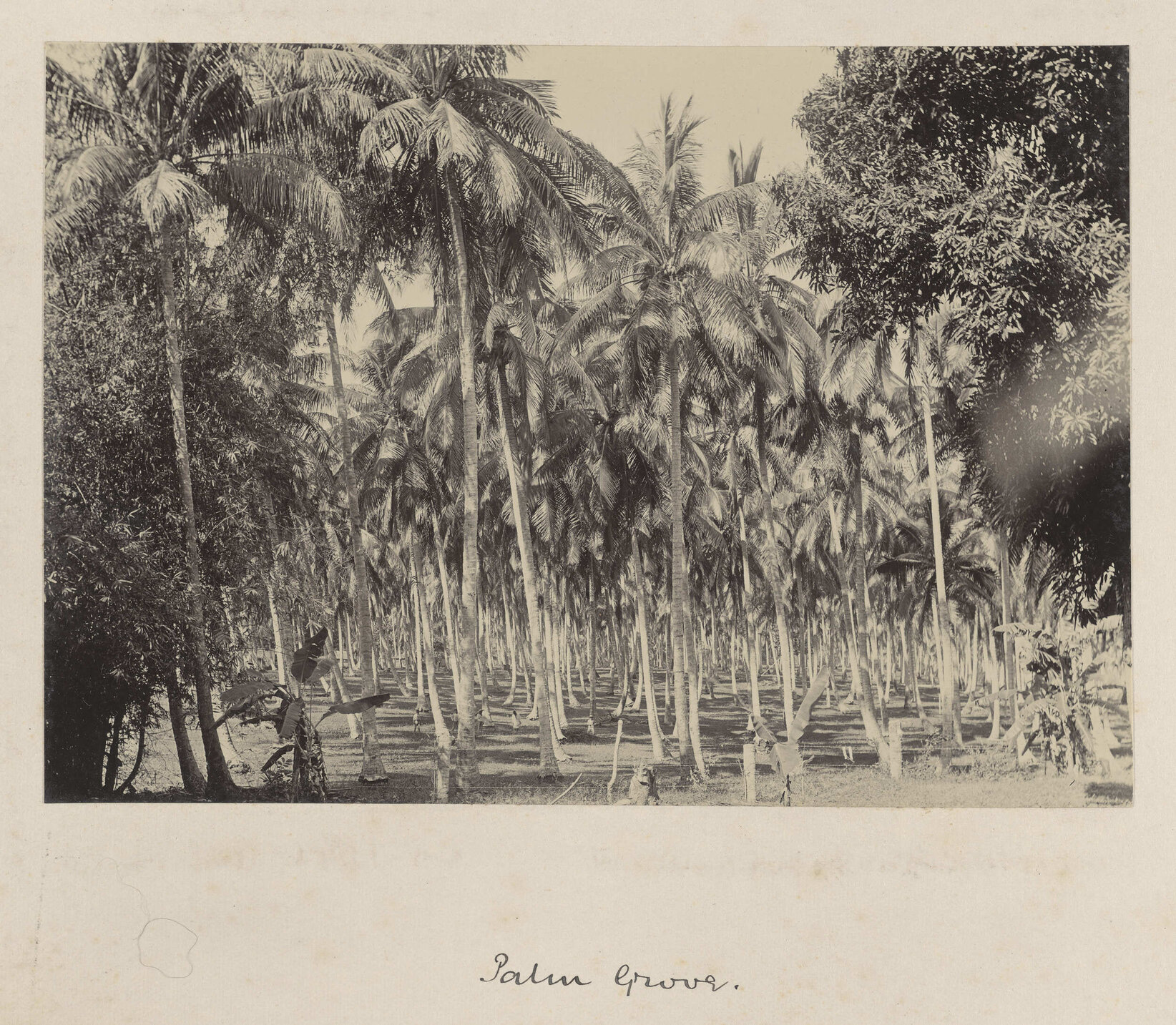 Palm grove