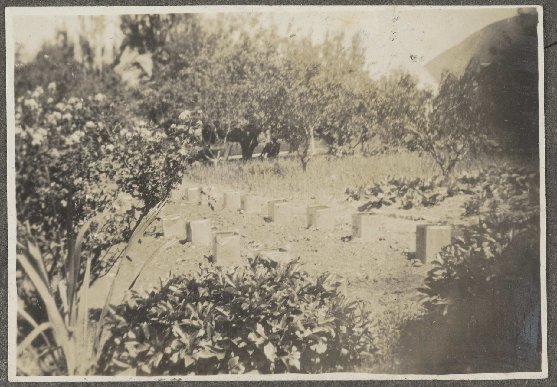 Shrubs and flax bushes surrounding a path lined with pots