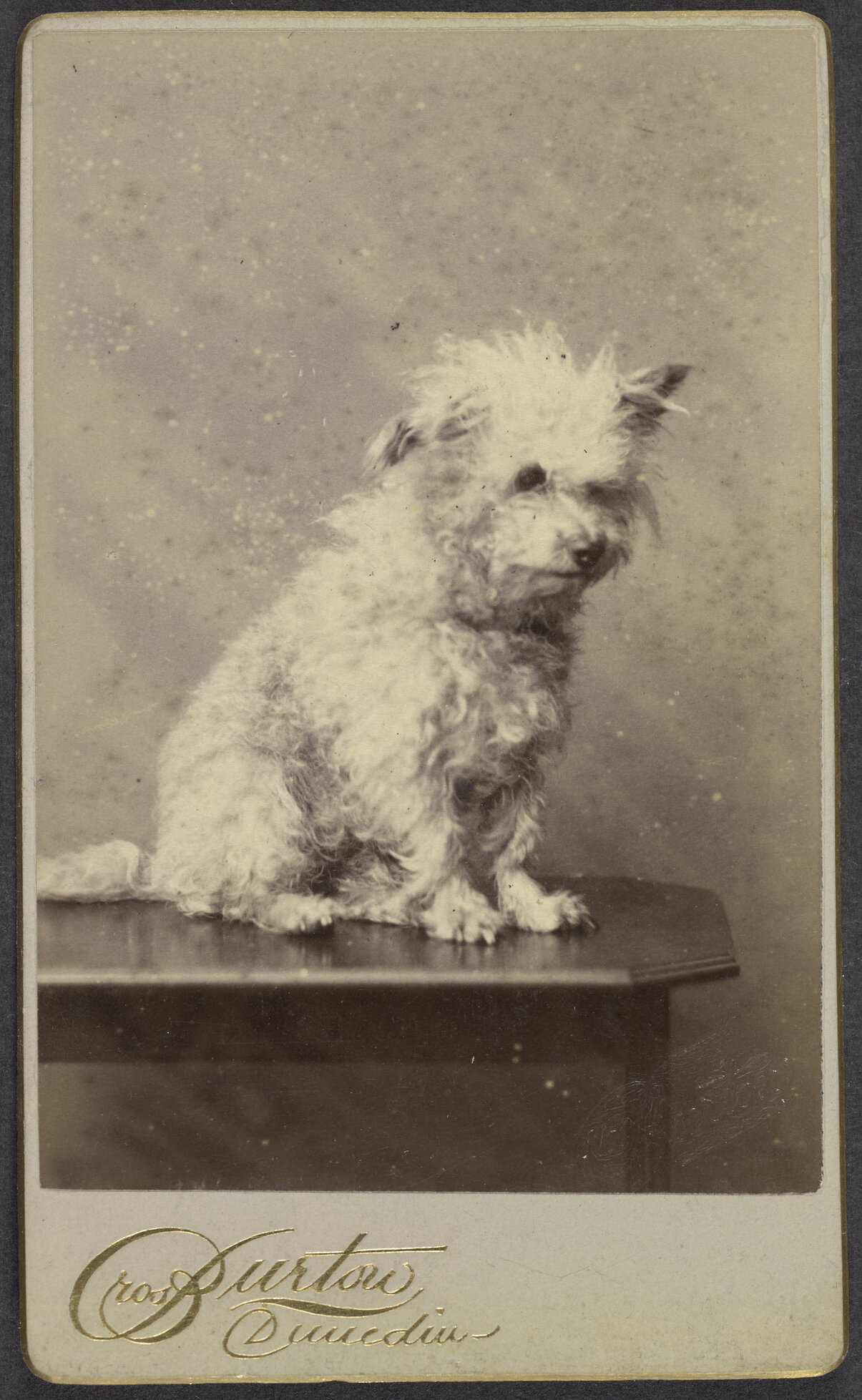 Muir family dog