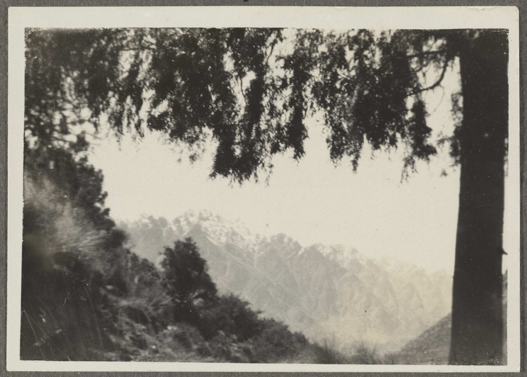 View of The Remarkables through trees