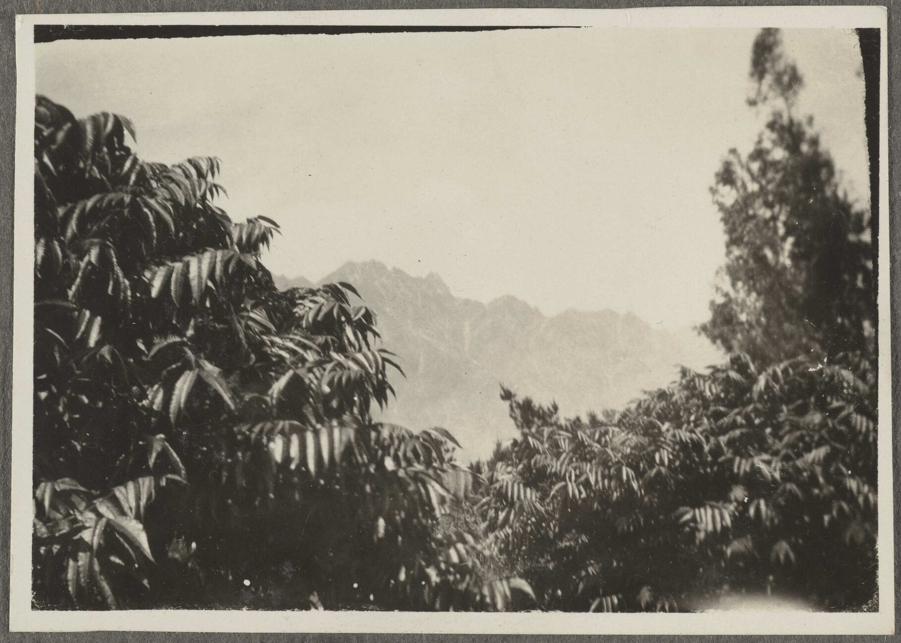 View of The Remarkables through trees