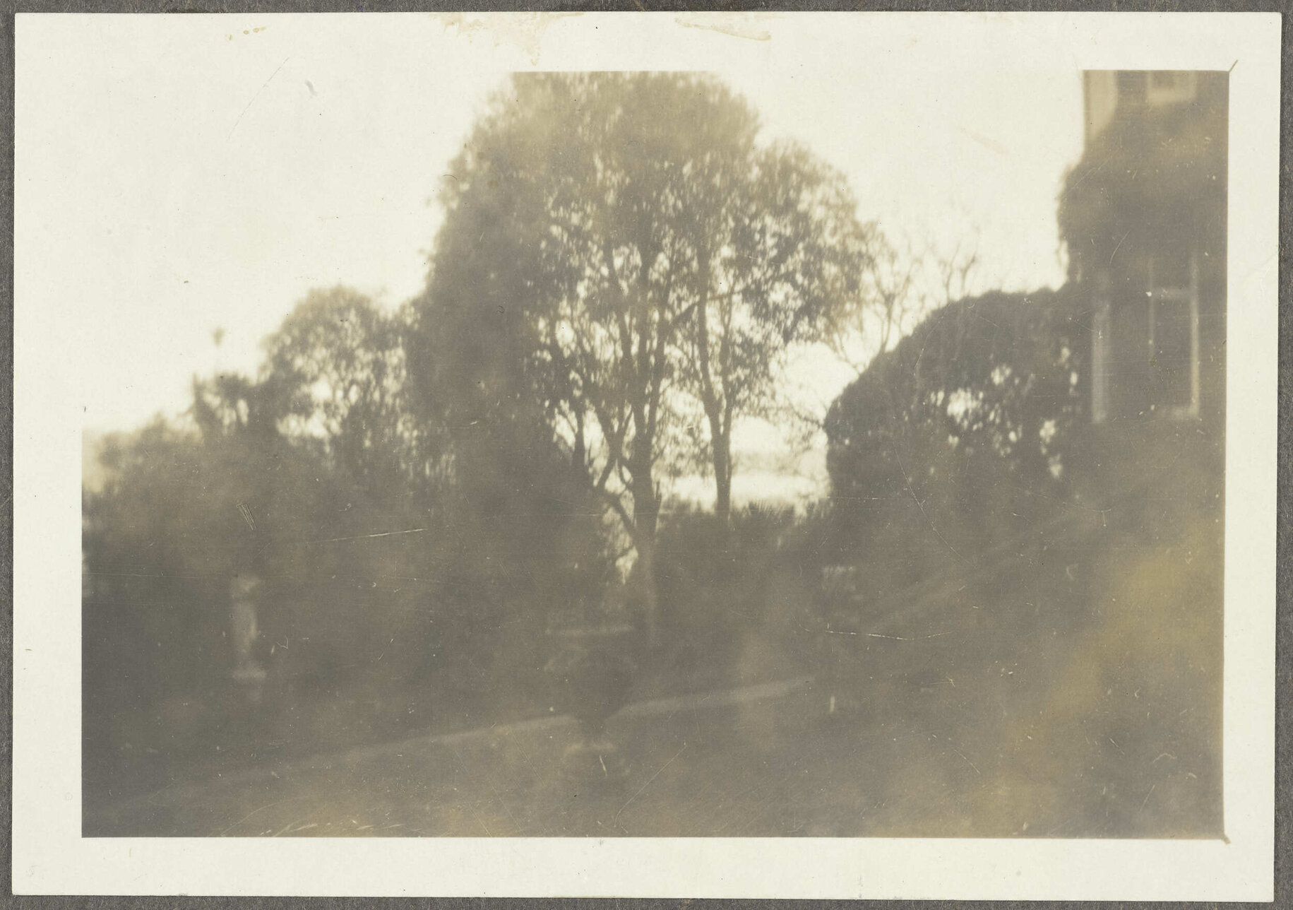 Large tree with part of a house