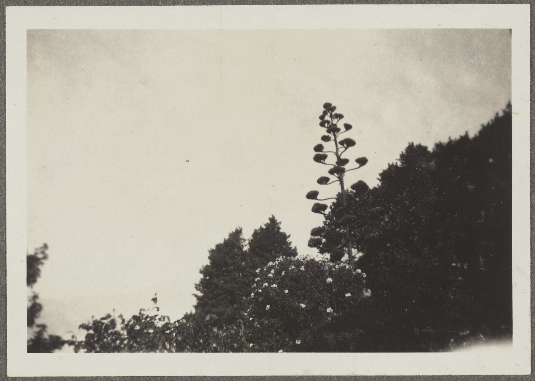 Looking up at large tree