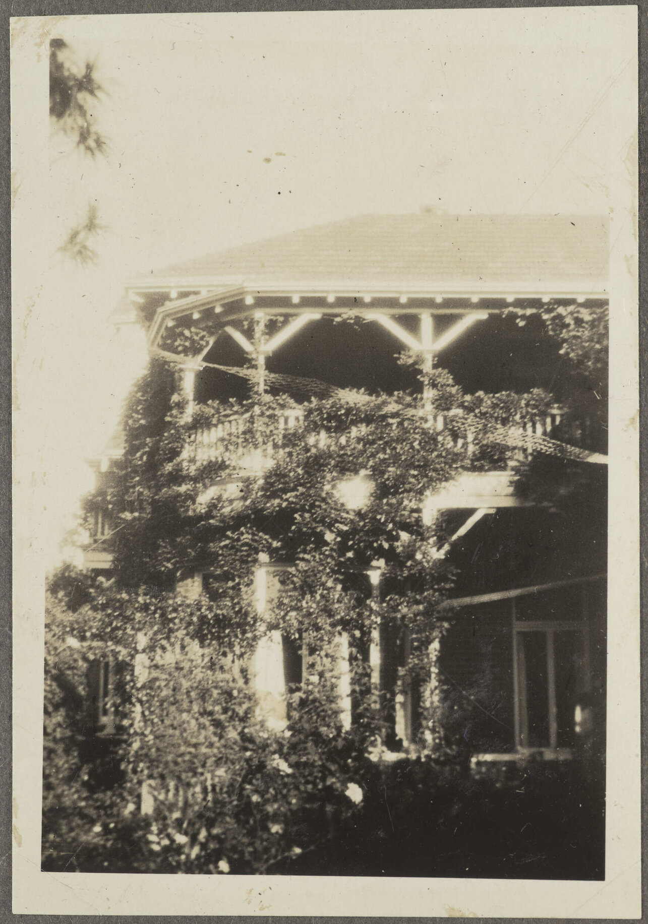 Vines on side of house