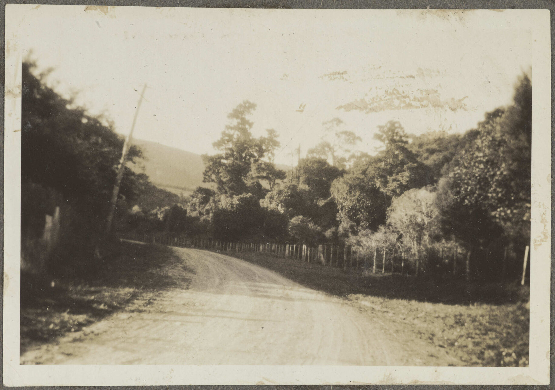 Dirt road among trees