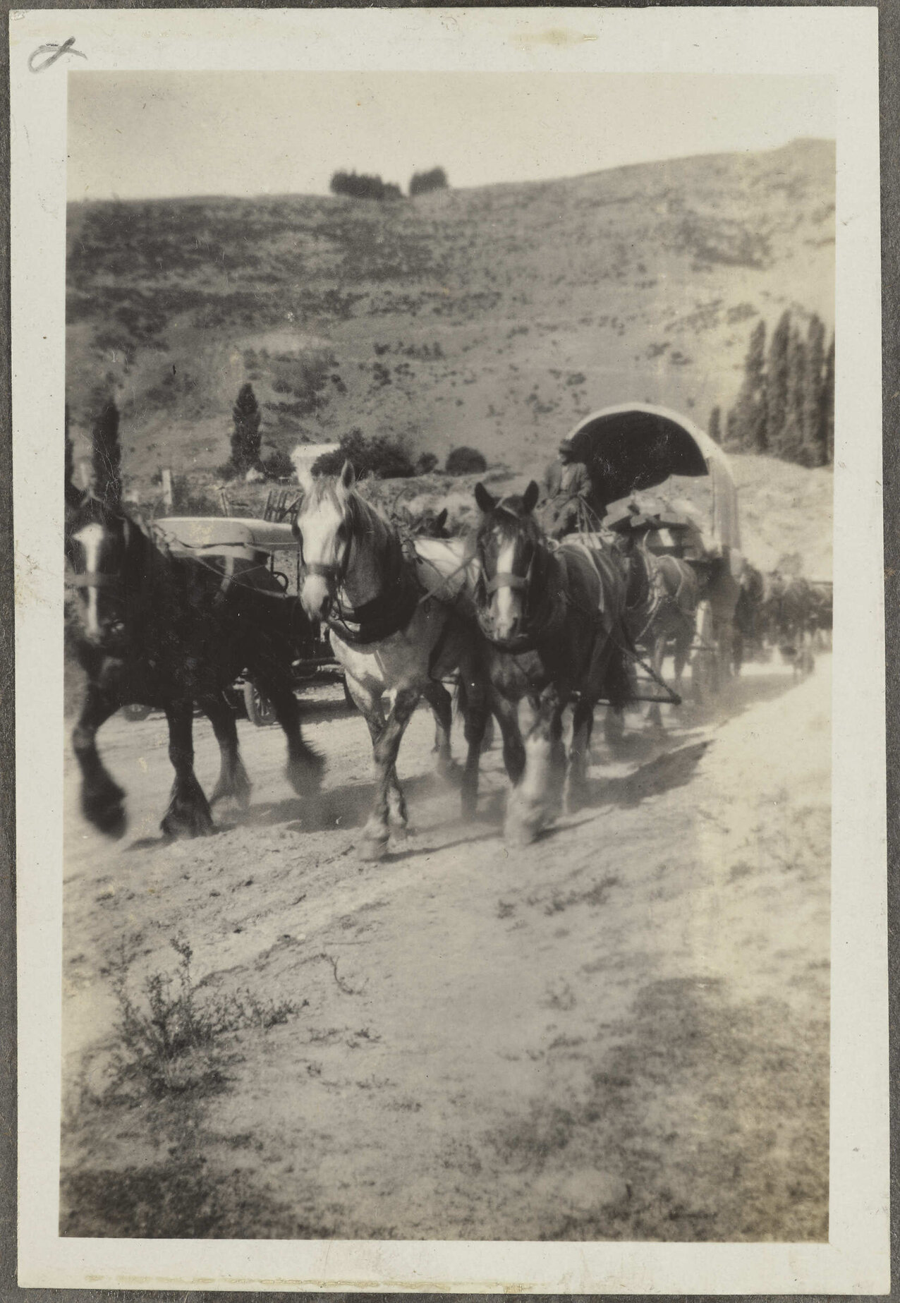 Clydesdale horses and carriage