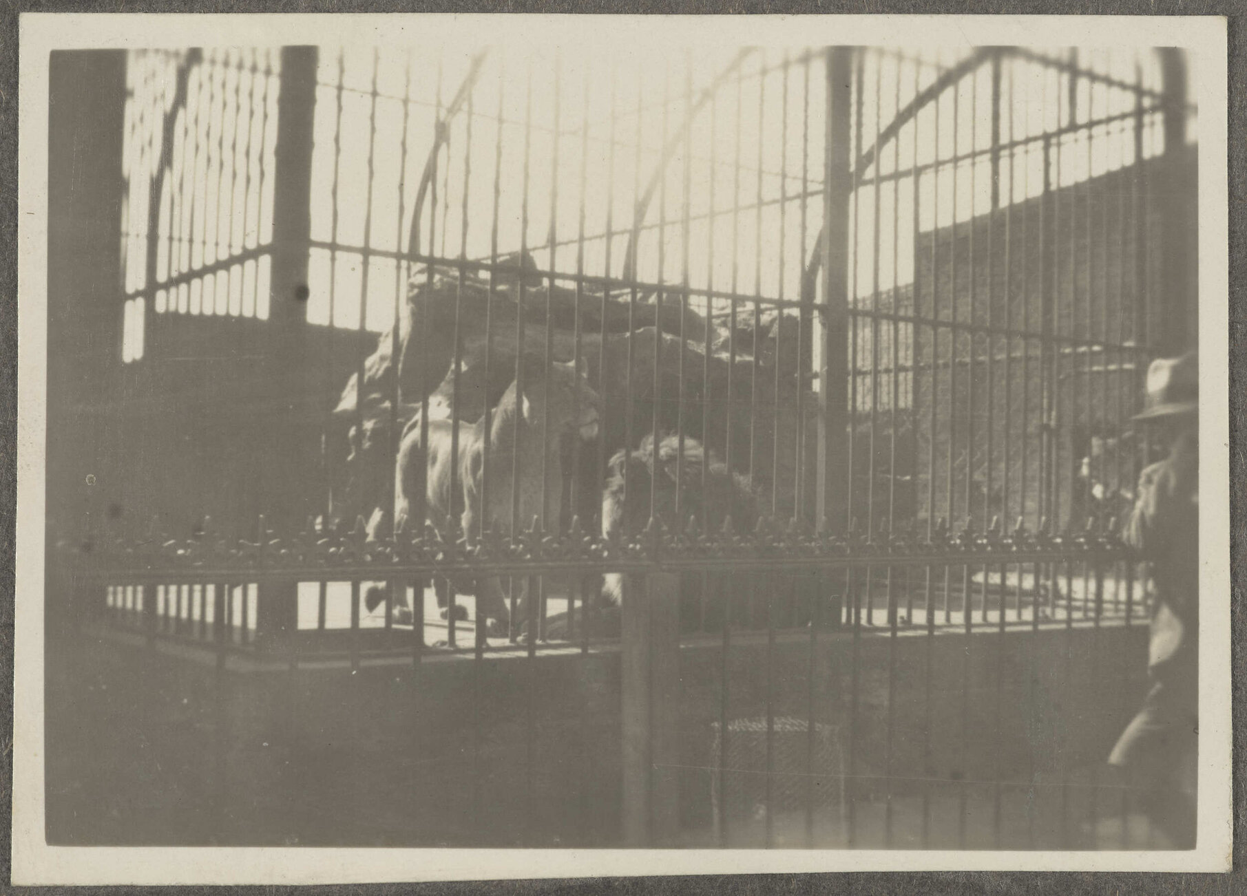 Lions in enclosure