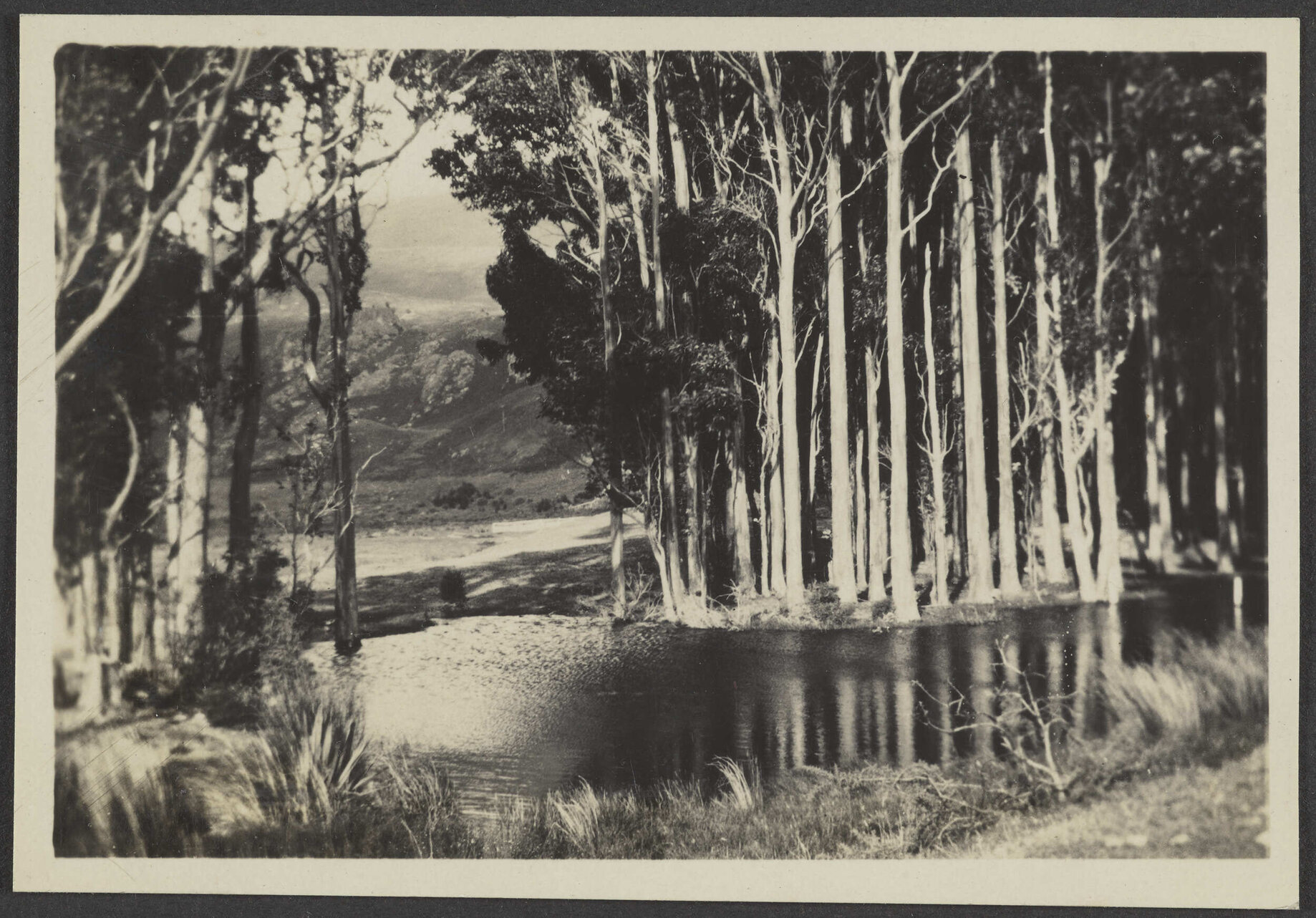 Lake, looking through trees