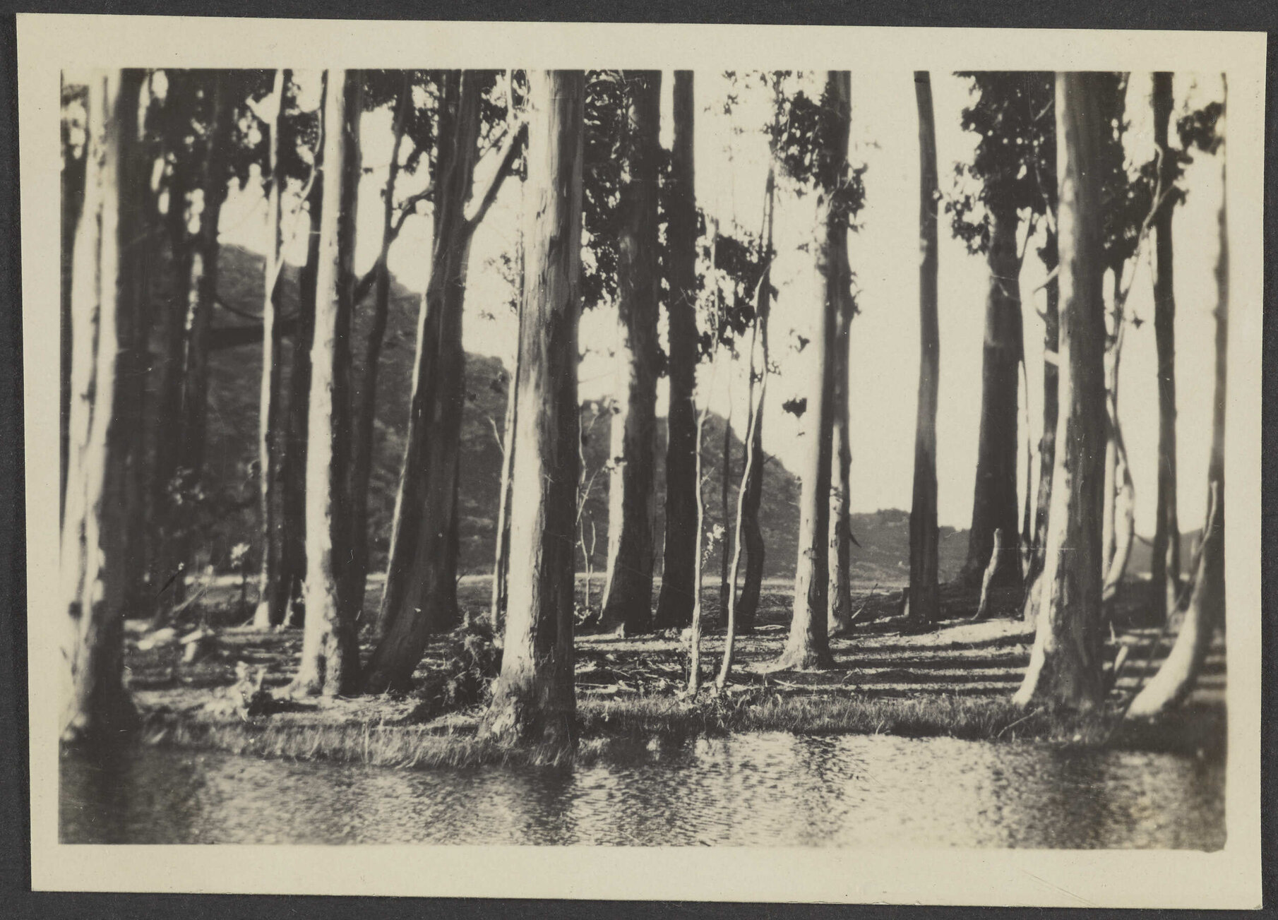 Lake, looking through trees