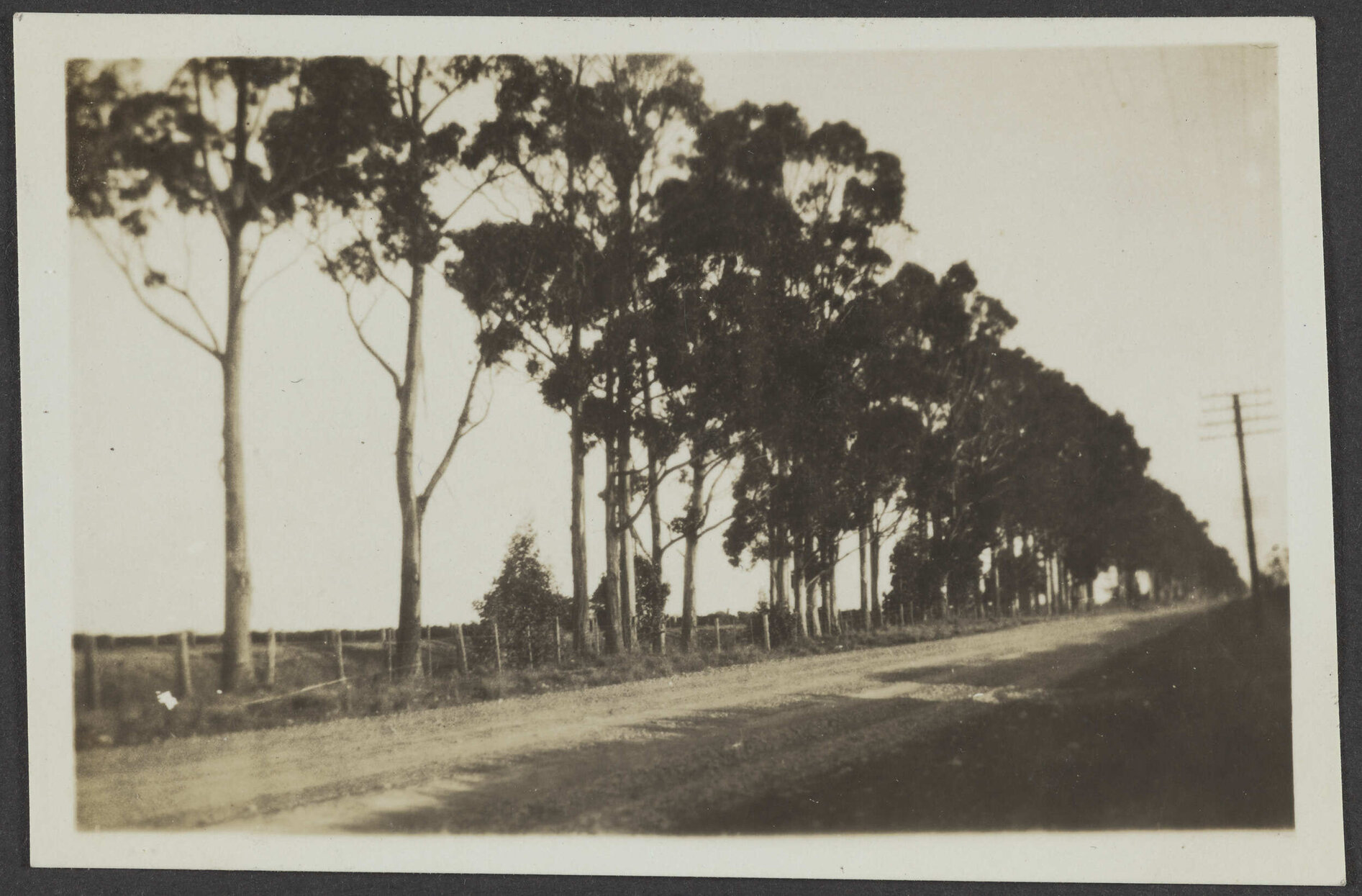 Metal road lined with trees