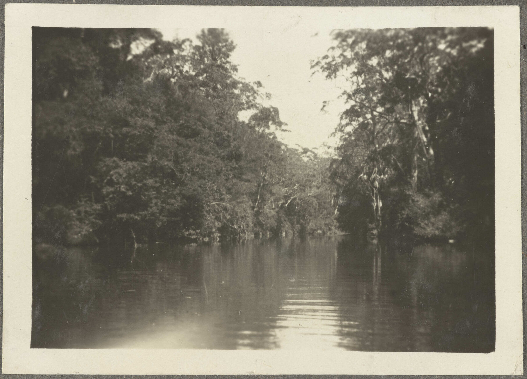 River surrounded by shrubs and trees
