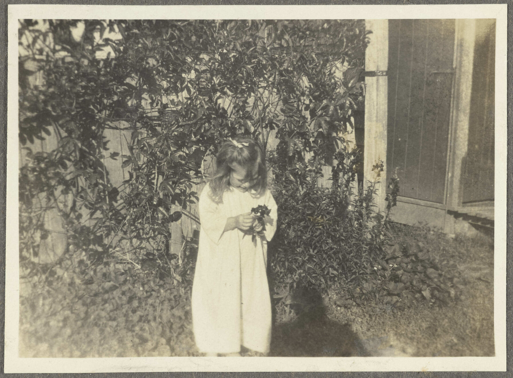 [Elespie Forsyth] examining flower