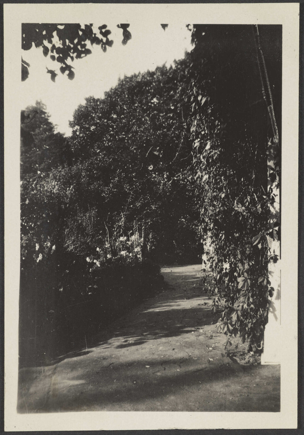 Path surrounded by bushes