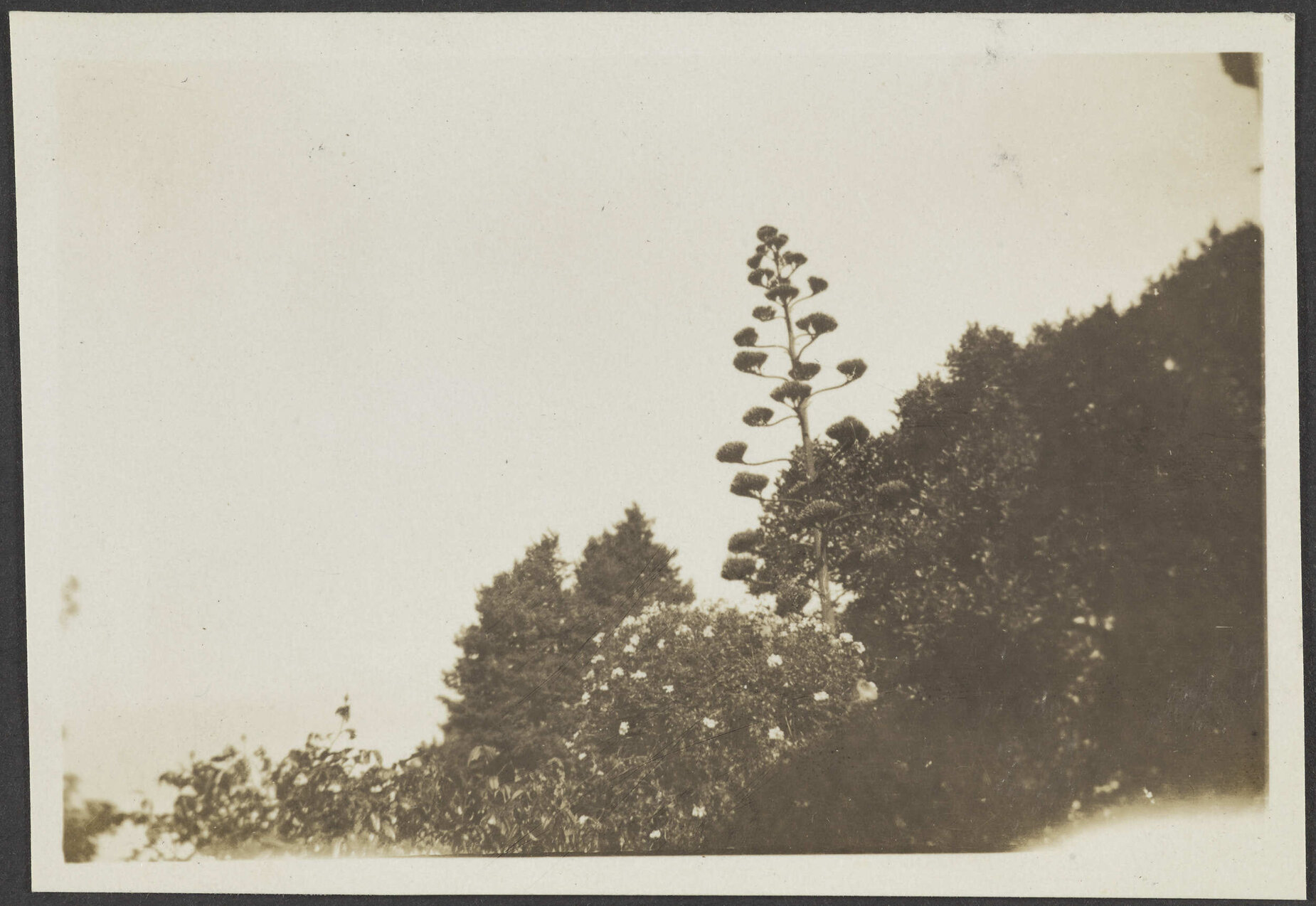 Looking up towards a large tree