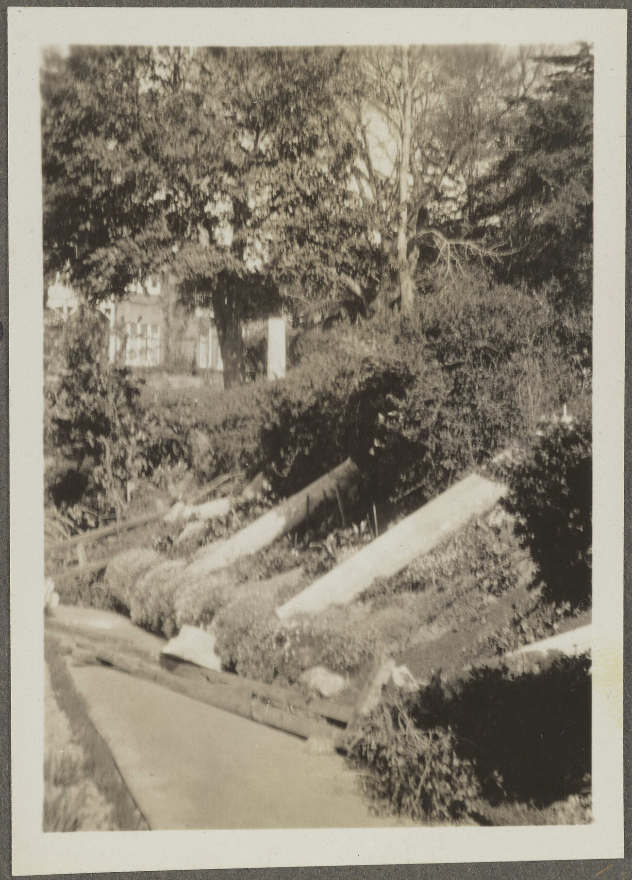 'After the gale October 1931, Manono'