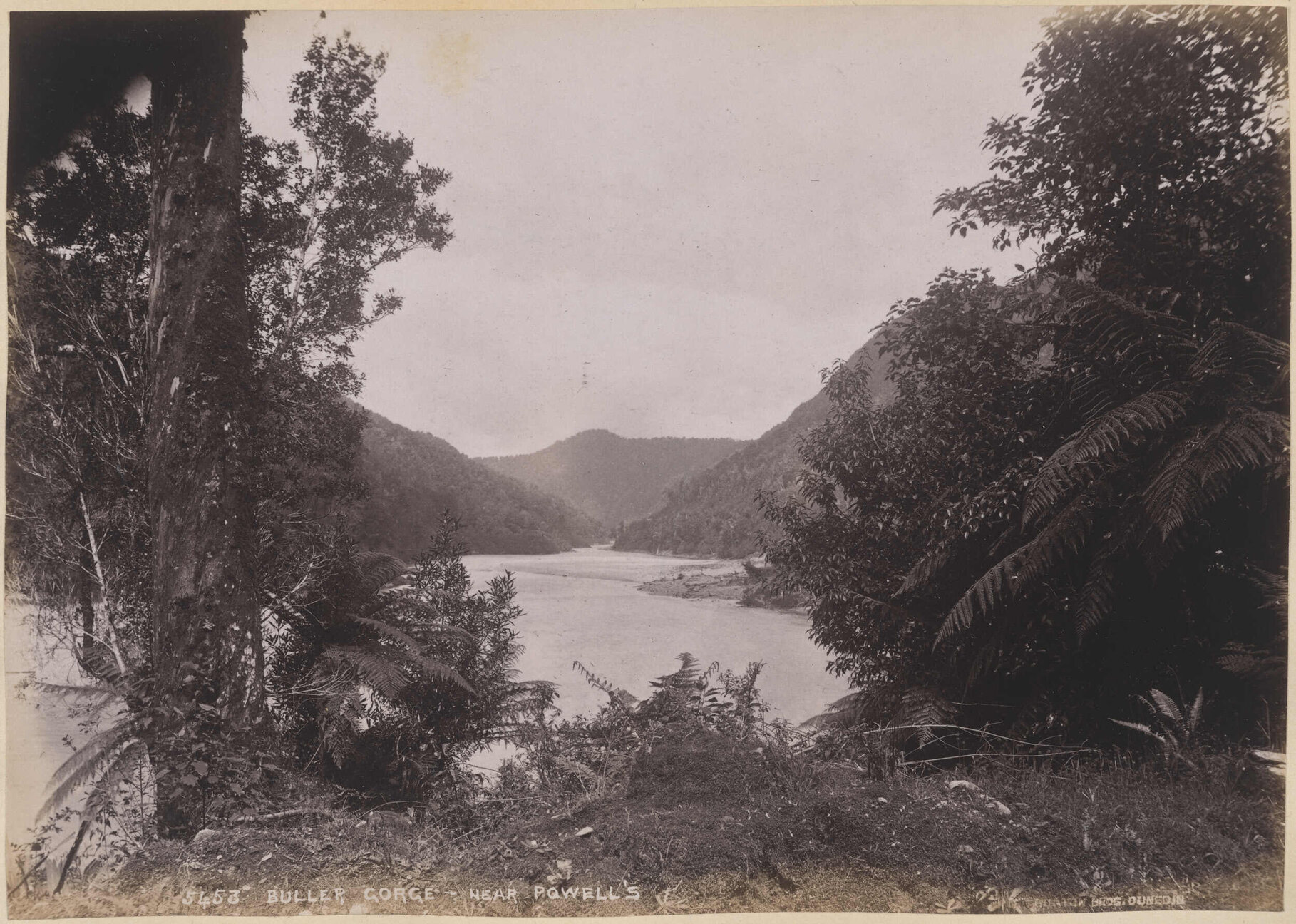 Buller Gorge, near Powell's