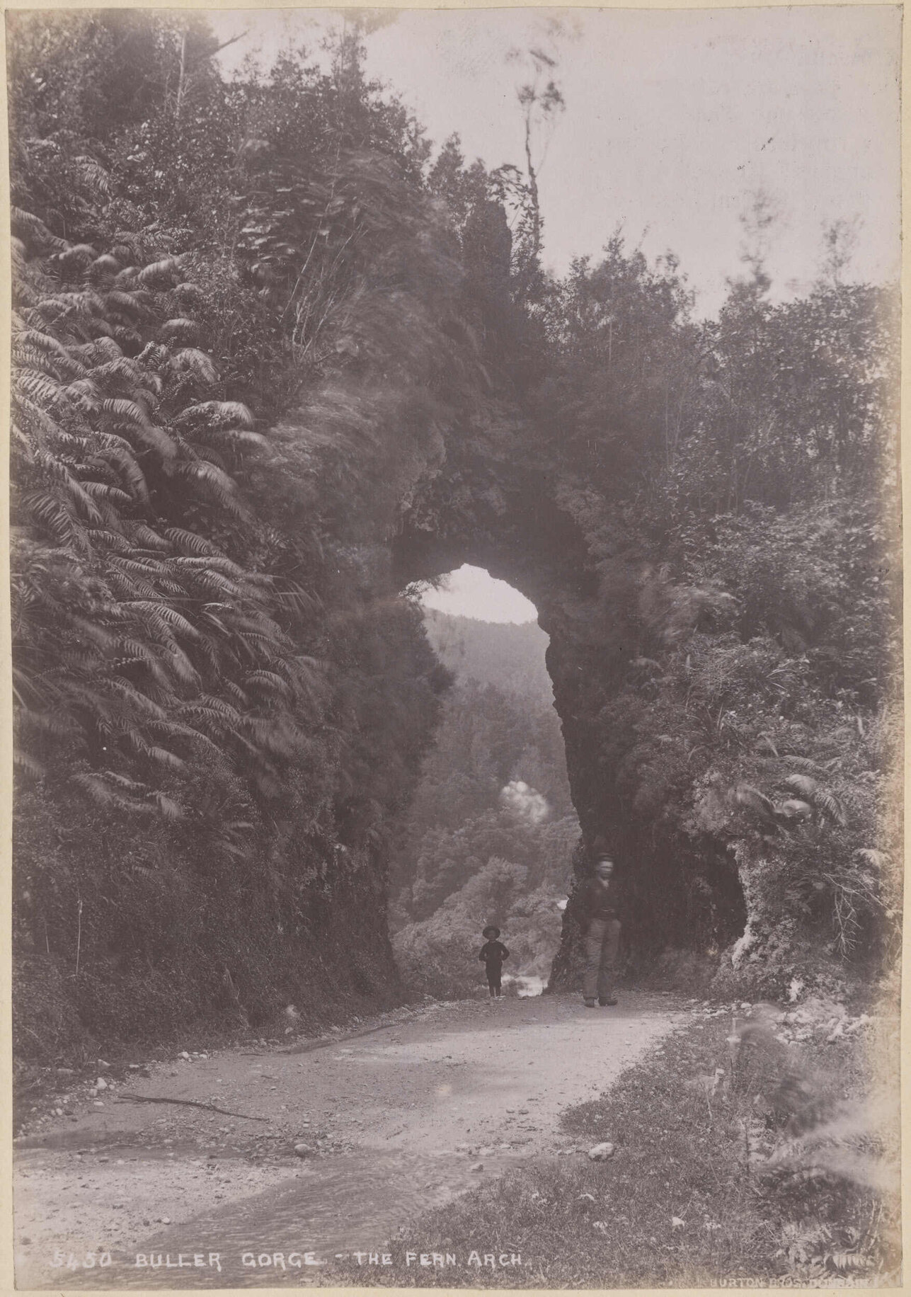 Buller Gorge, The Fern Arch