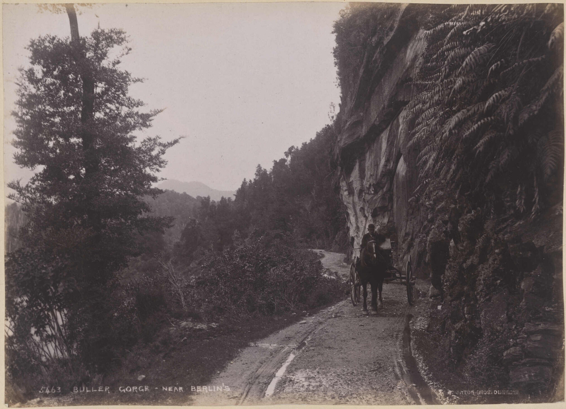 Buller Gorge, near Berlin's