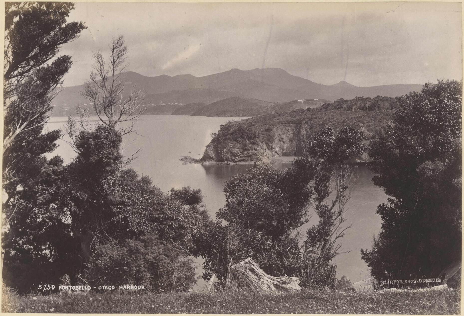 Portobello, Otago Harbour