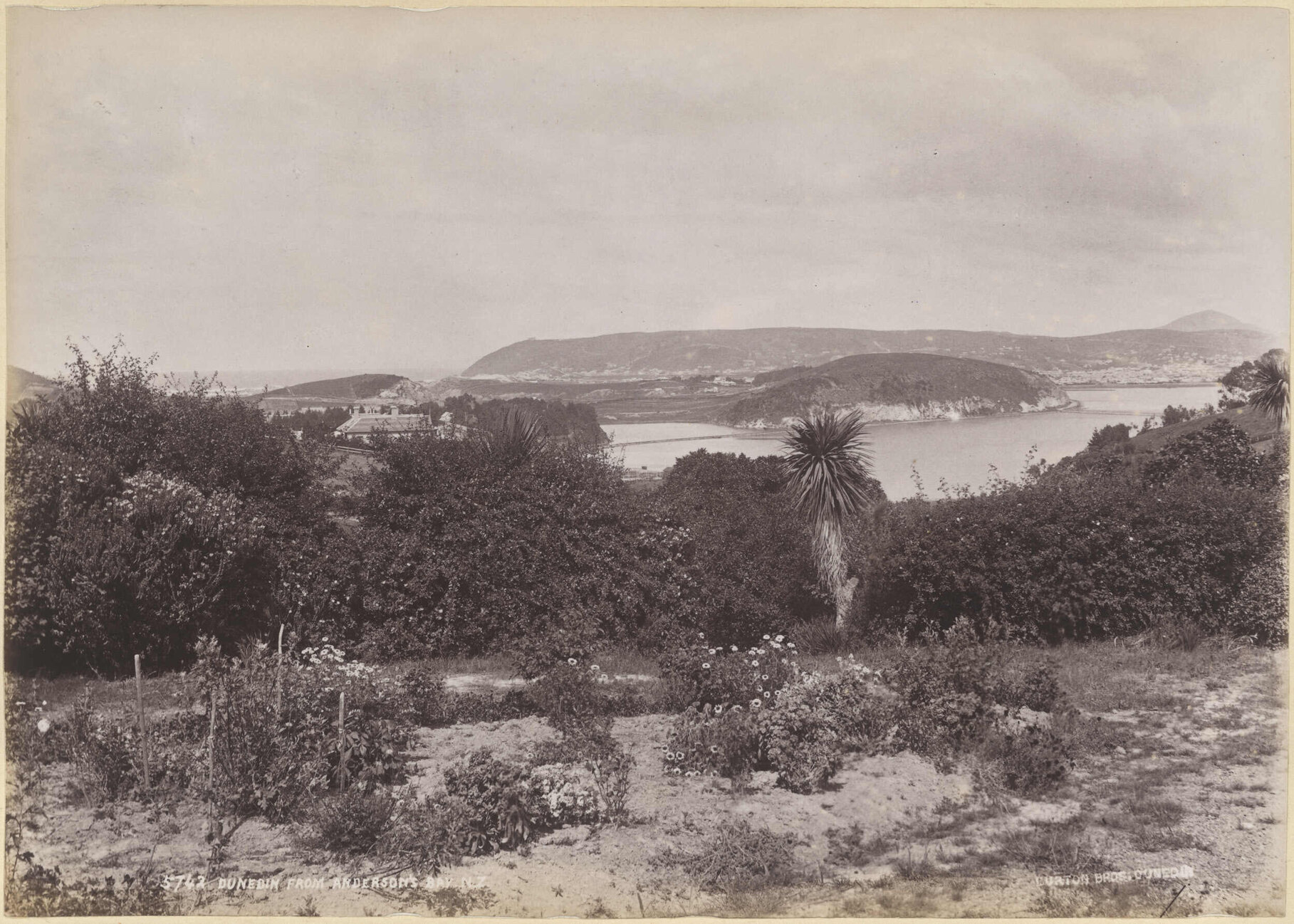 Dunedin from Andersons Bay N.Z.