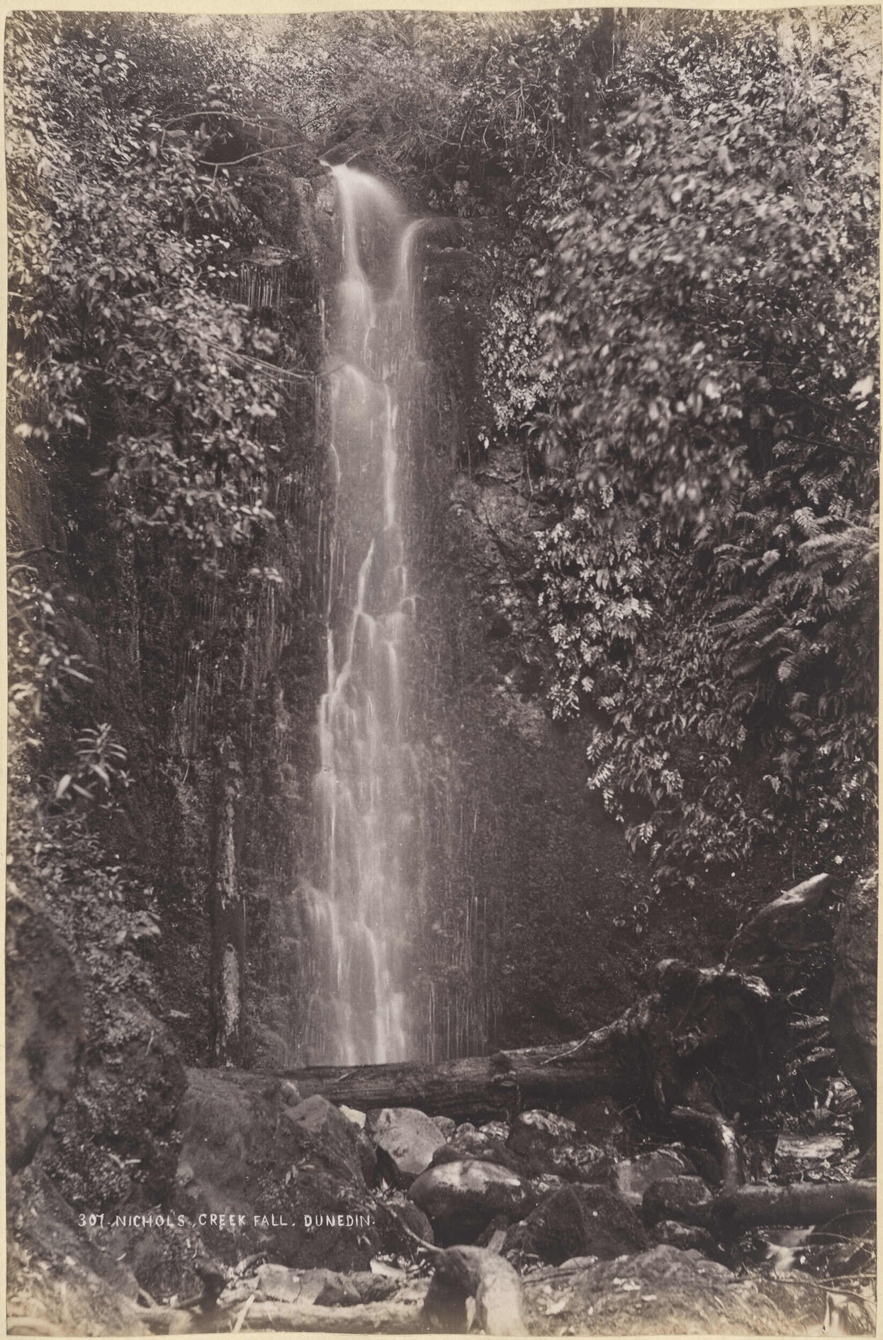 Nichol's Creek Fall, Dunedin