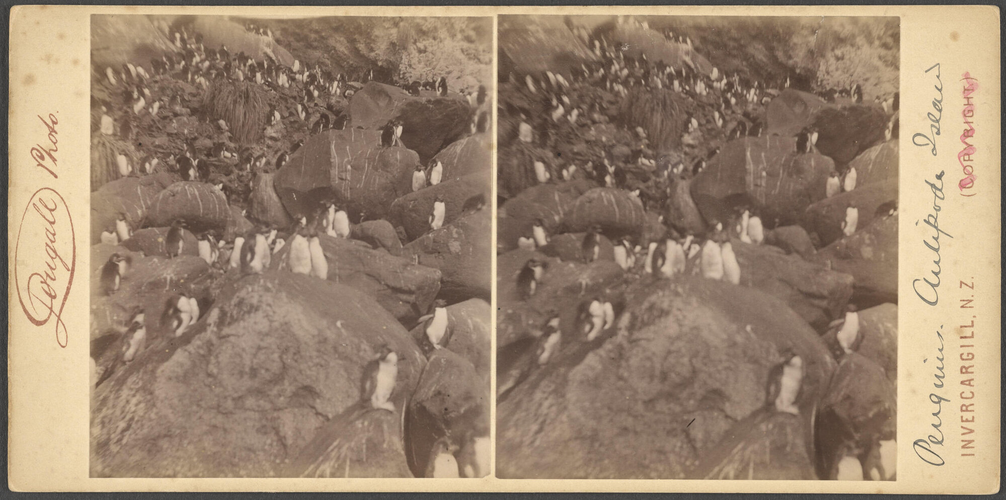 Penguins, Antipodes Island