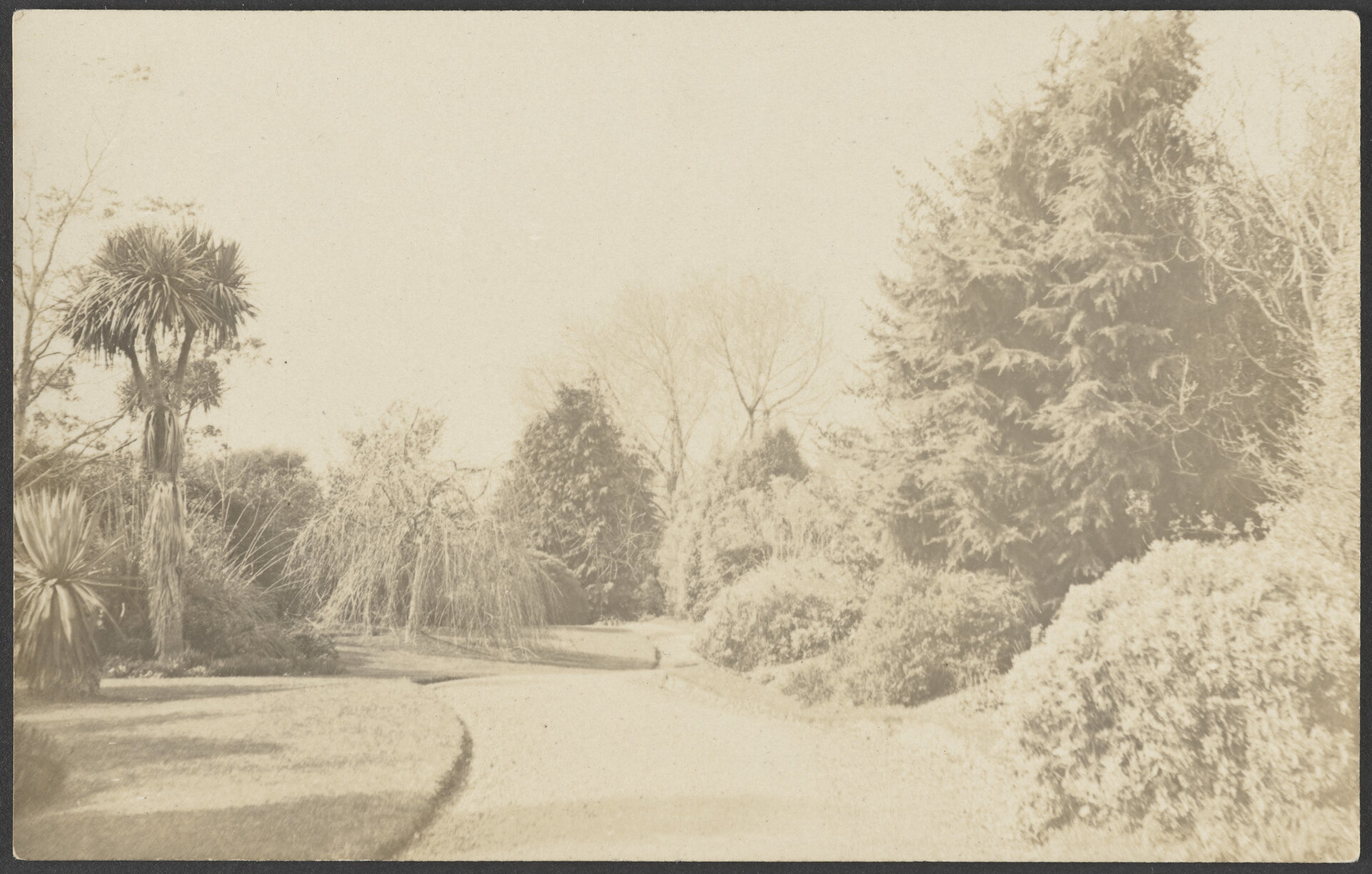 Main drive, Seacliff Hospital