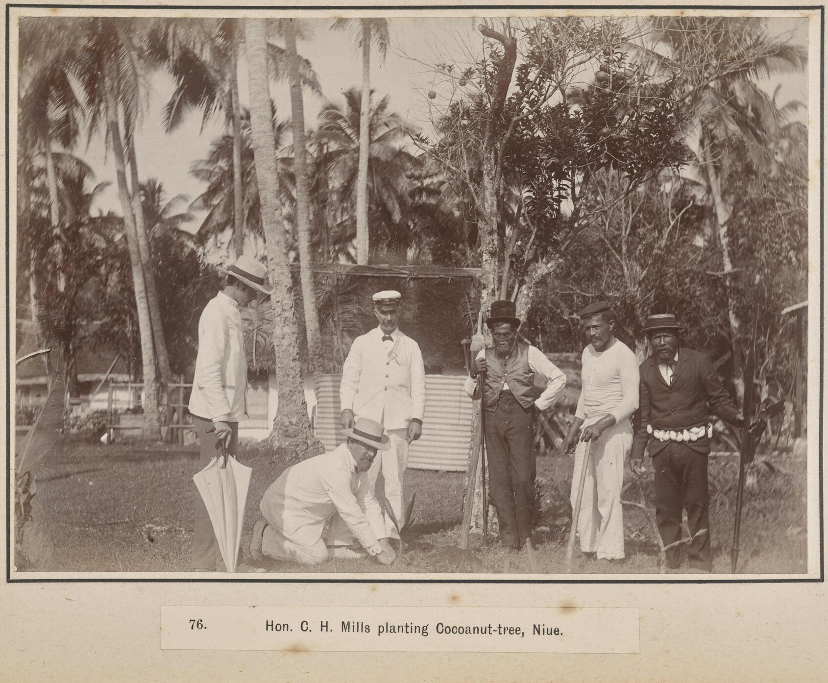 Hon. C.H. Mills planting Cocoanut-tree, Niue