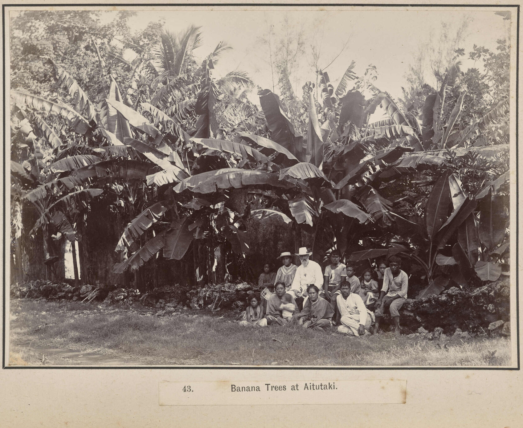 Banana Trees at Aitutaki