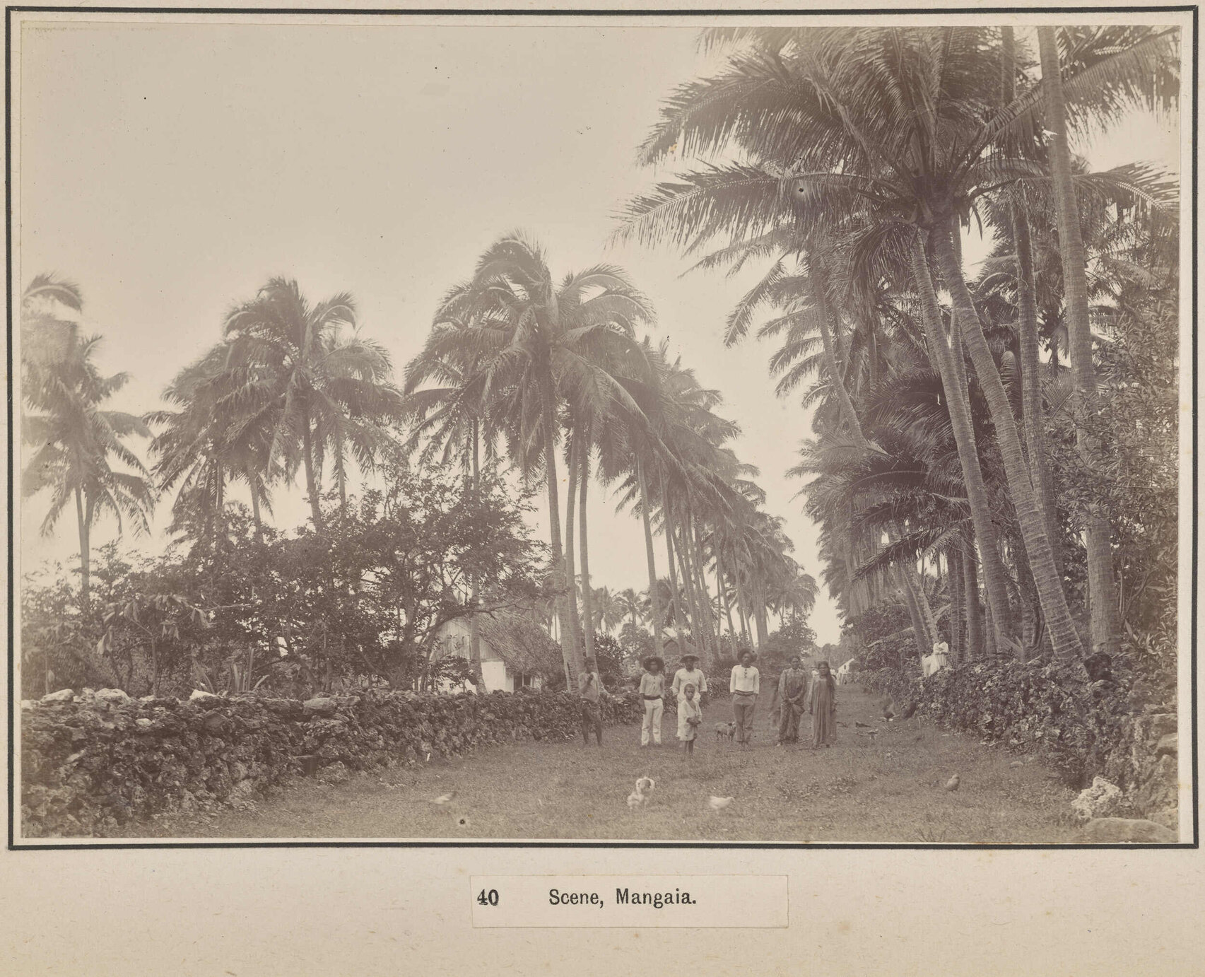Scene, Mangaia