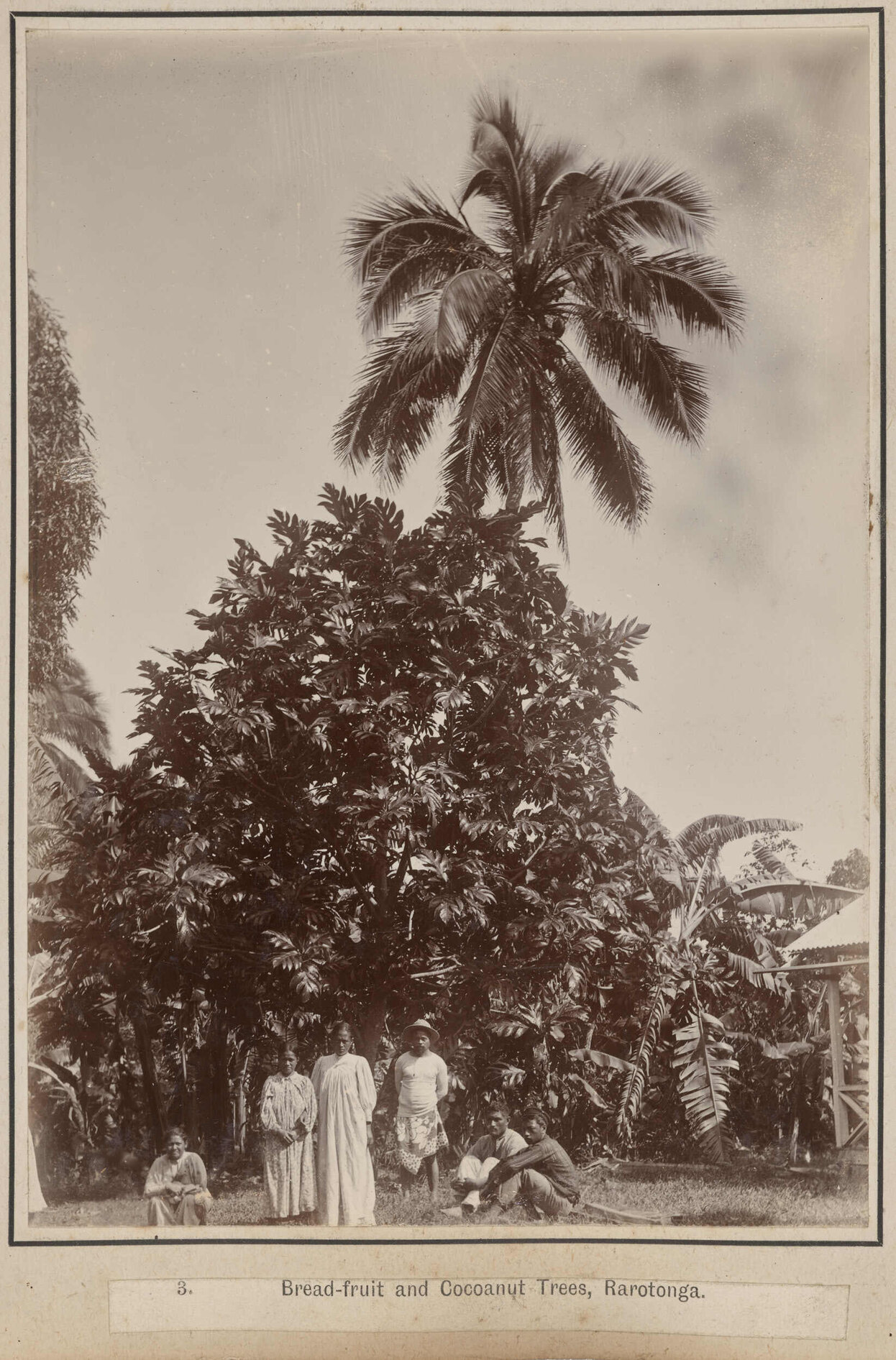 Bread-fuit and Cocoanut Trees, Rarotonga