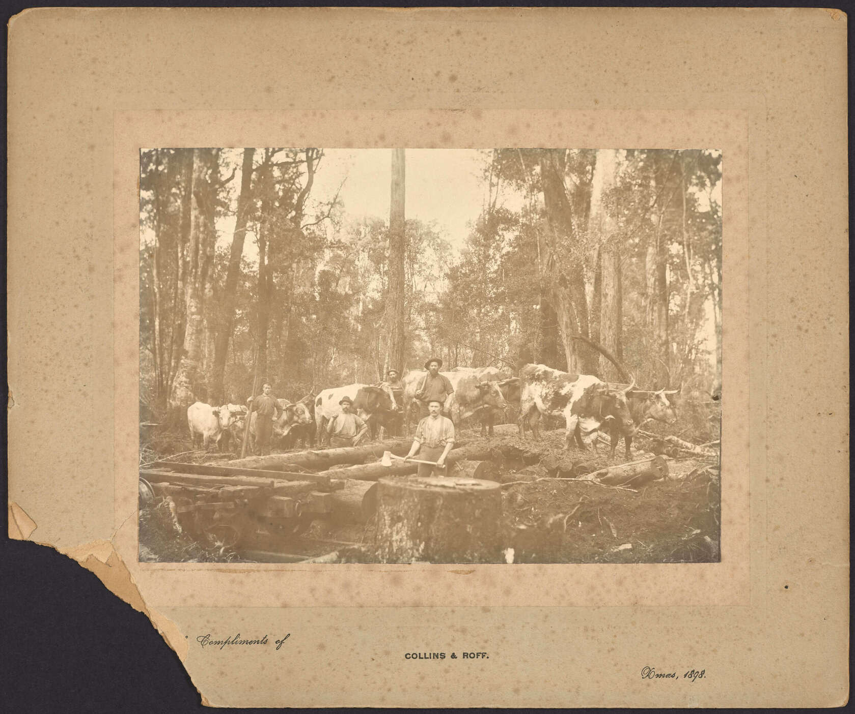 Logging, Tarakopa