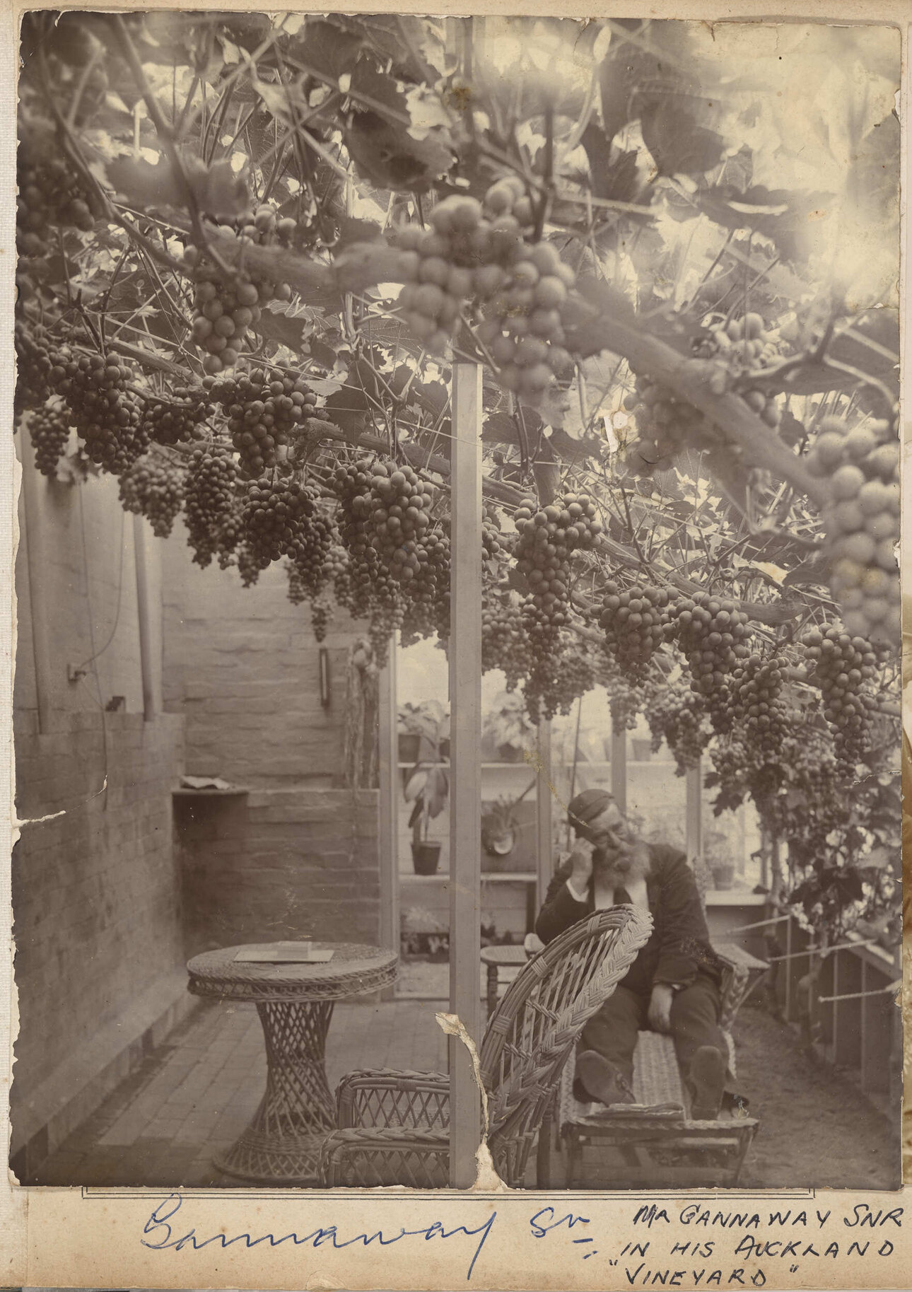 Mr. Gannaway Snr. In his Auckland "vineyard"