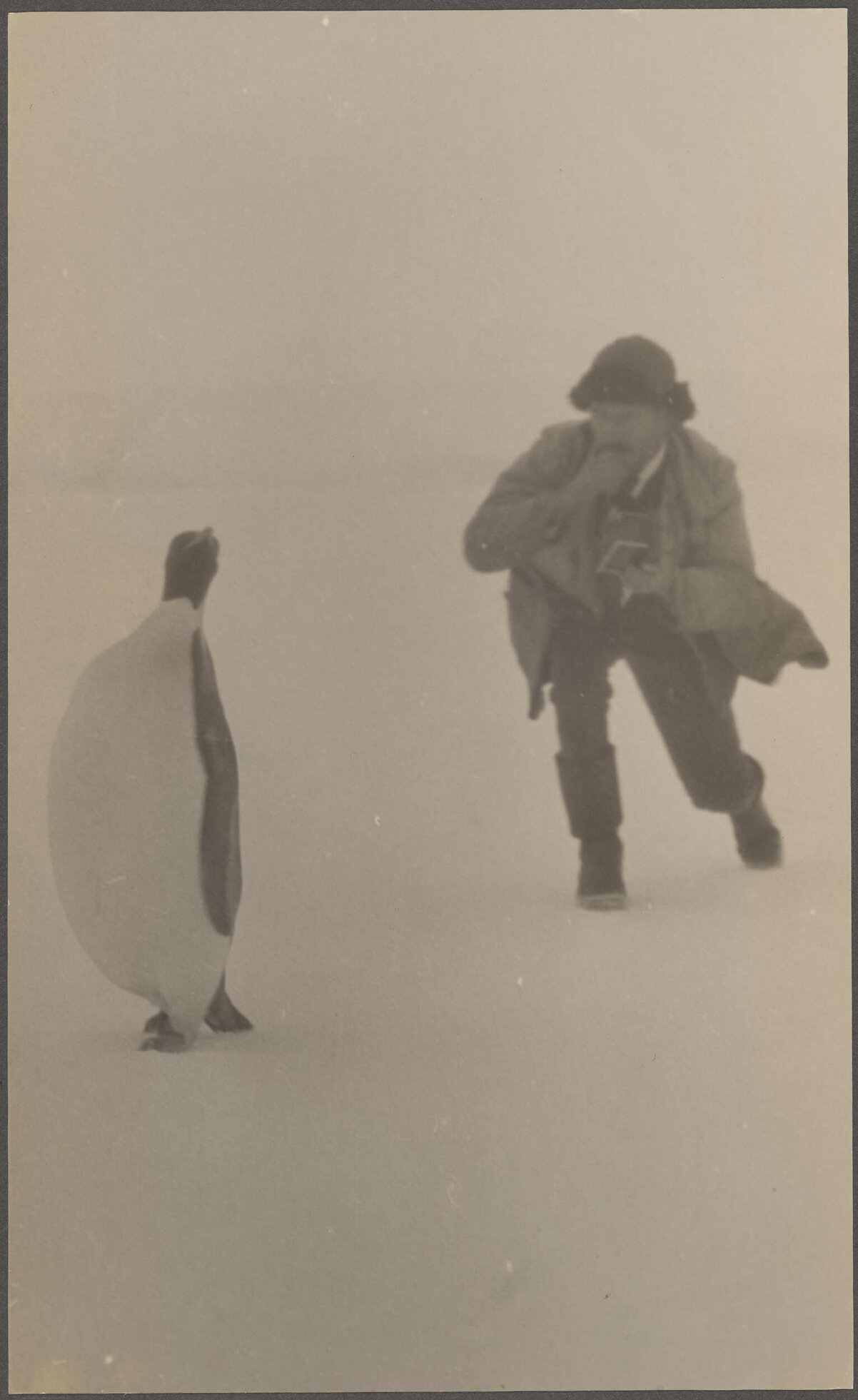 Emperor penguin standing near man
