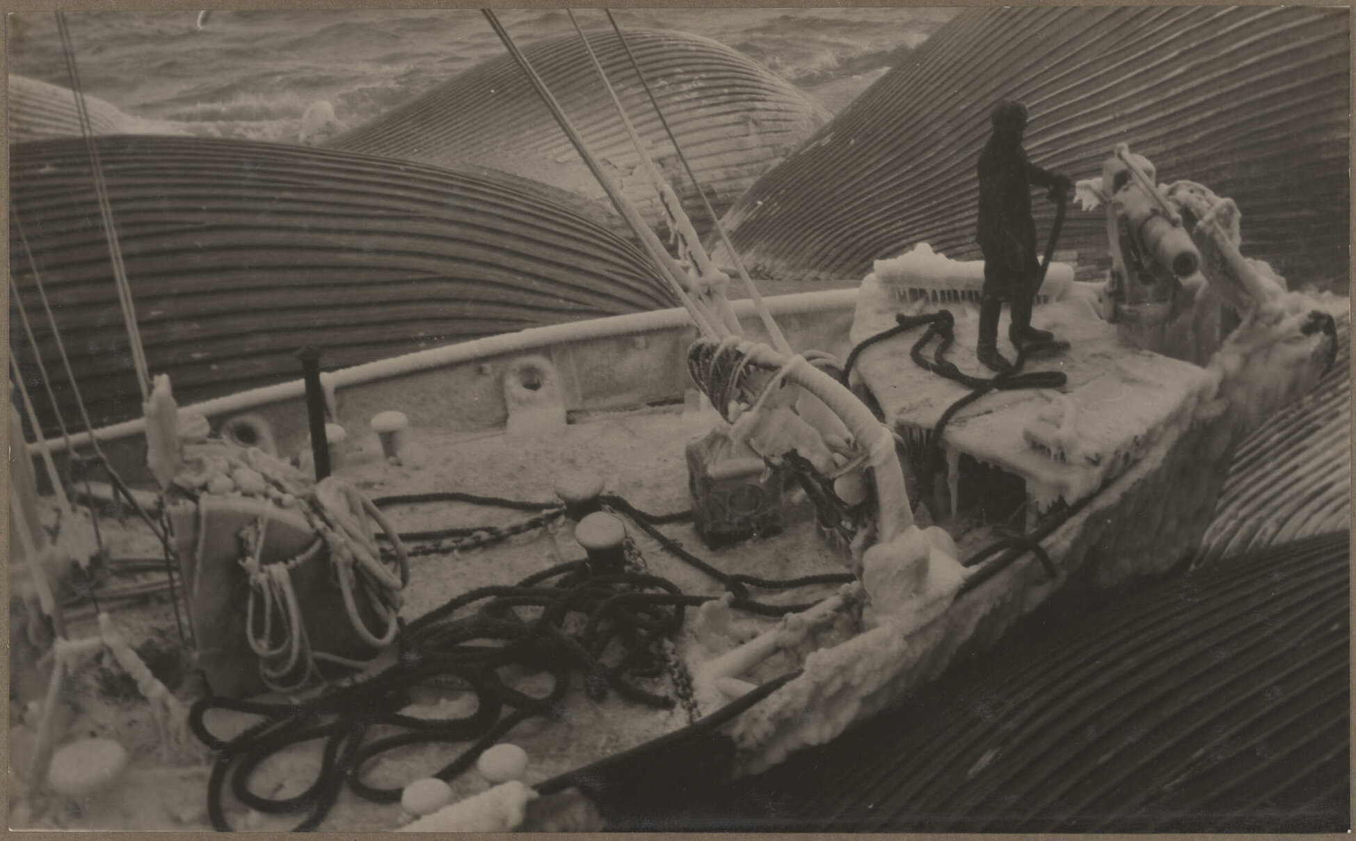 Blue whale carcasses pumped with air