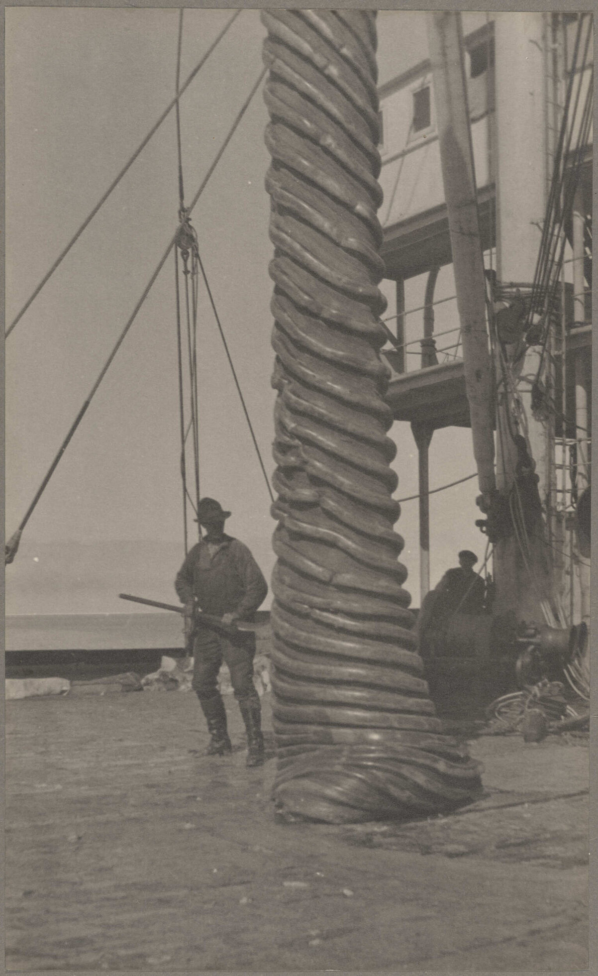 Partially processed whale blubber